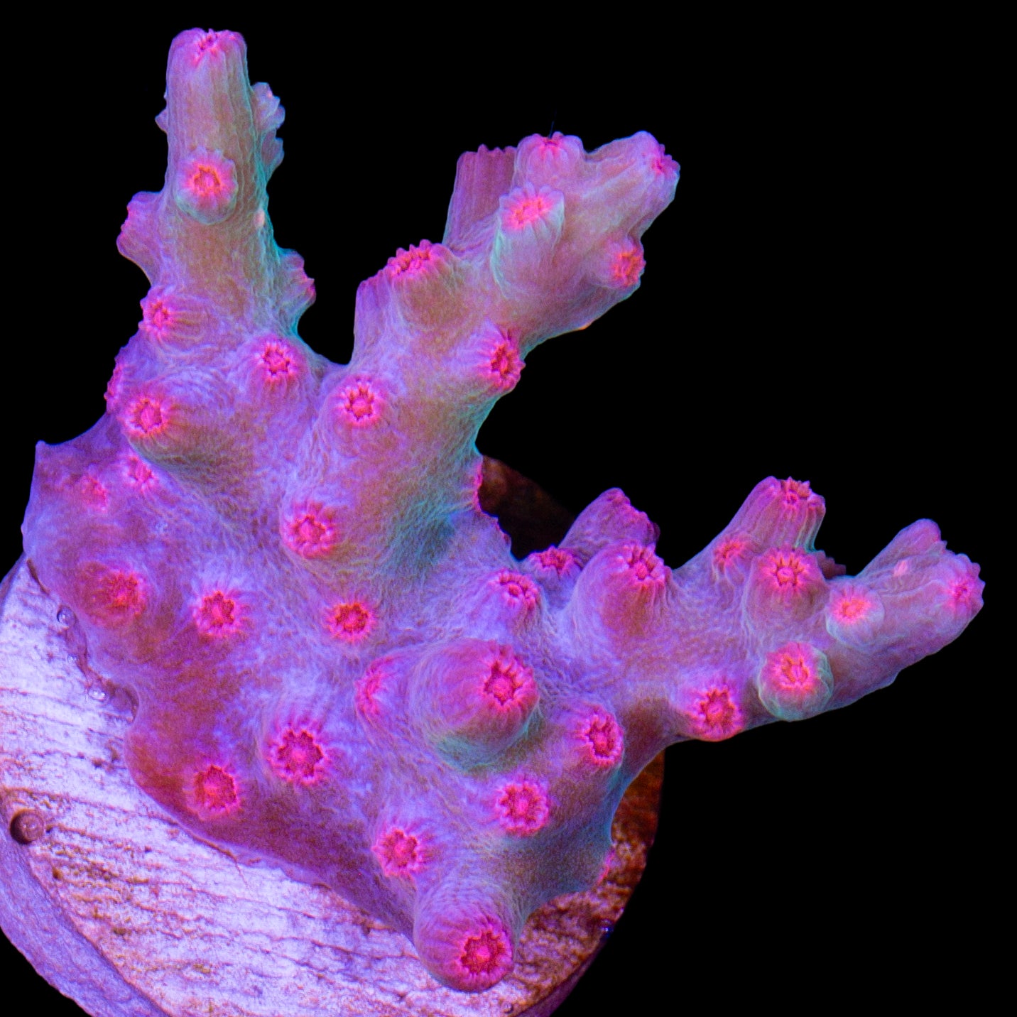 Vivid's Branching Cyphastrea Decadia Coral