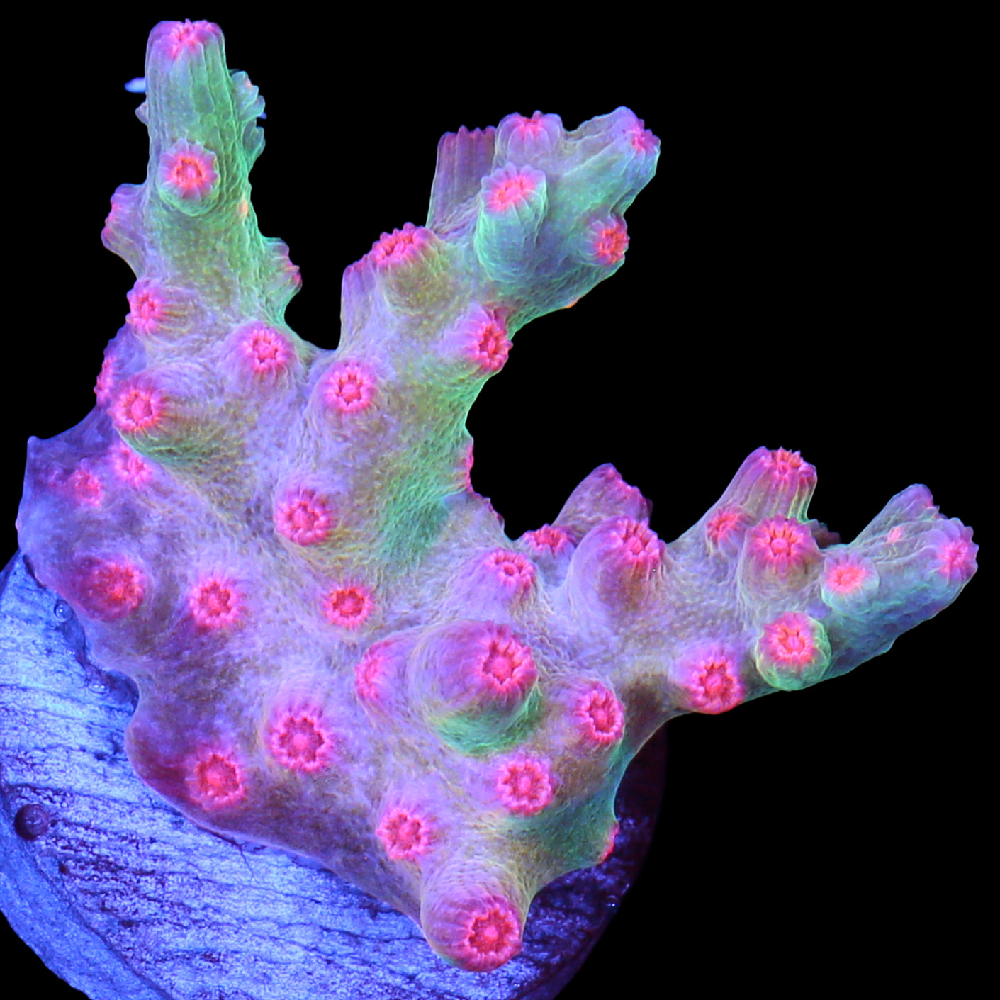 Vivid's Branching Cyphastrea Decadia Coral