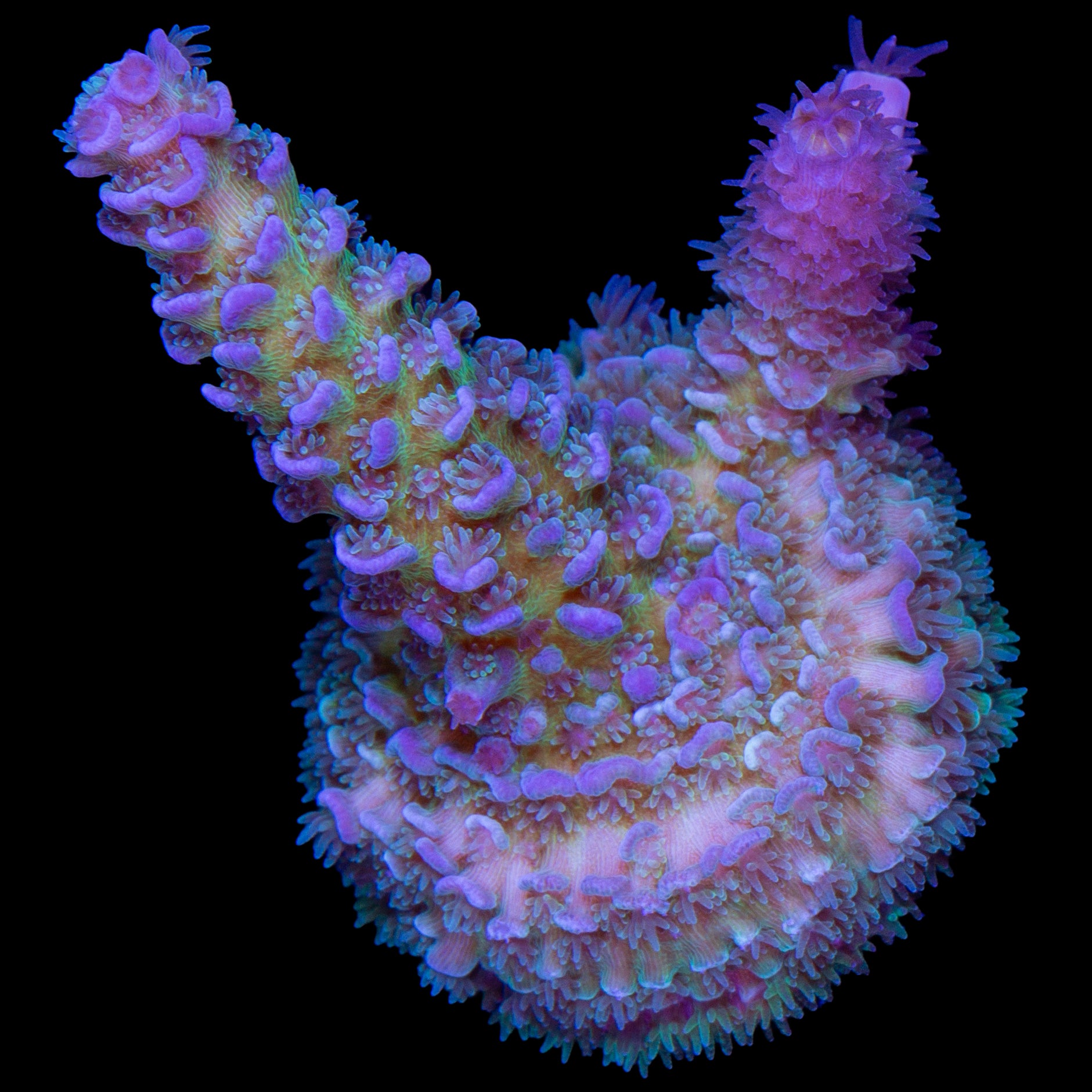 Daydream Tenuis Acropora Coral