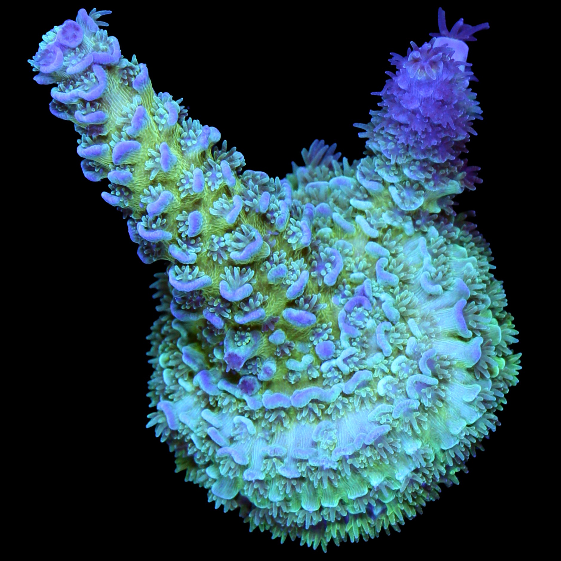 Daydream Tenuis Acropora Coral