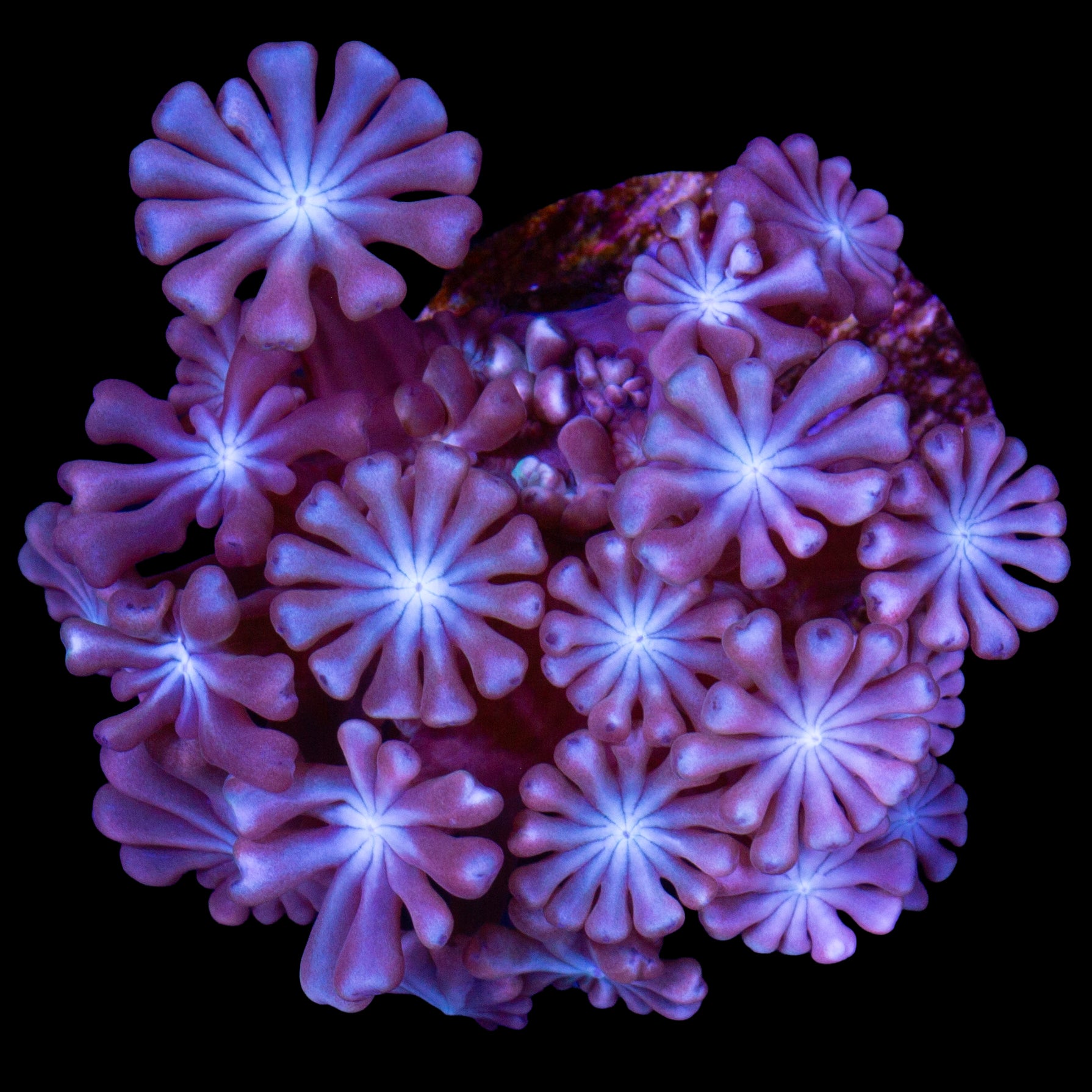 Pink & Blue Alveopora Coral