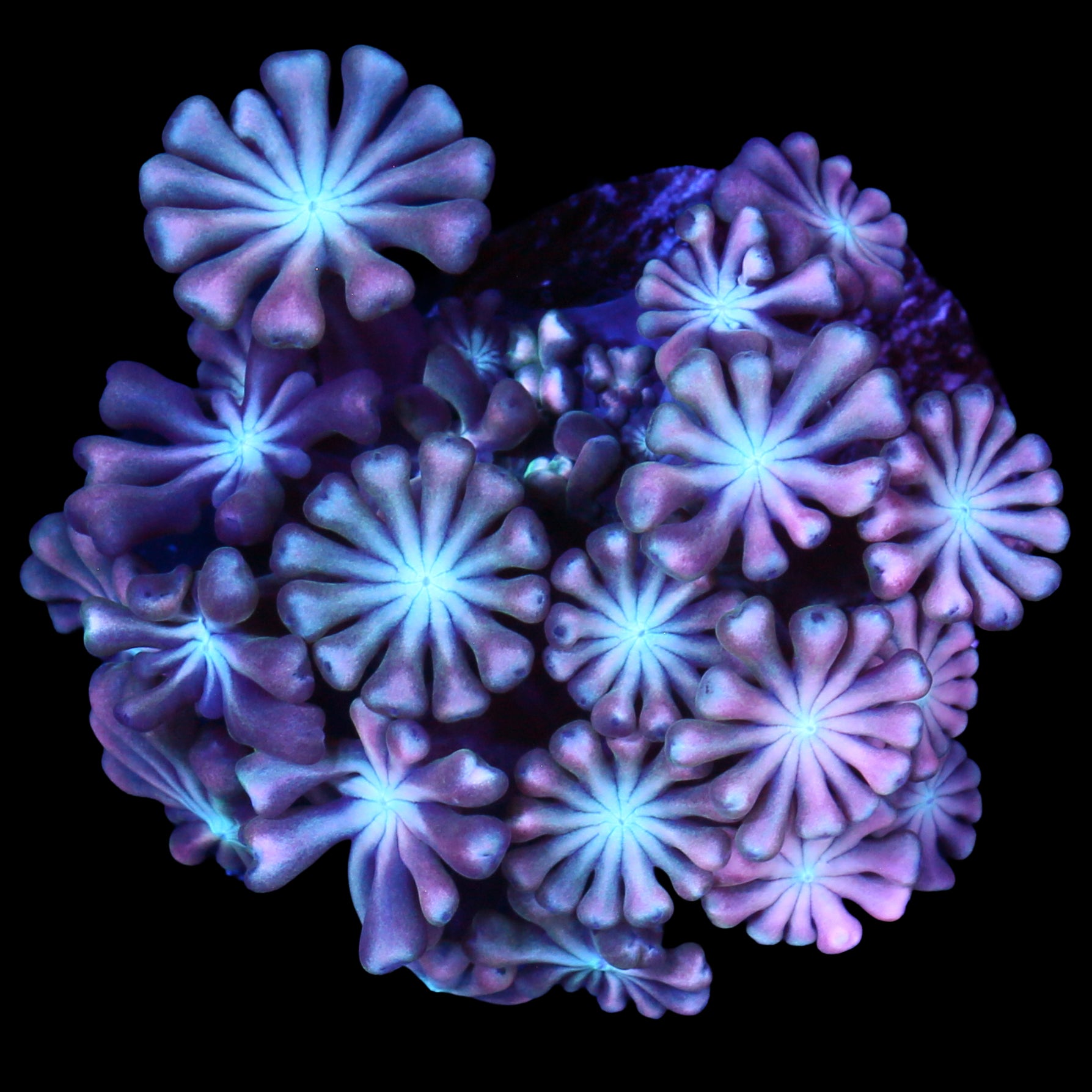 Pink & Blue Alveopora Coral