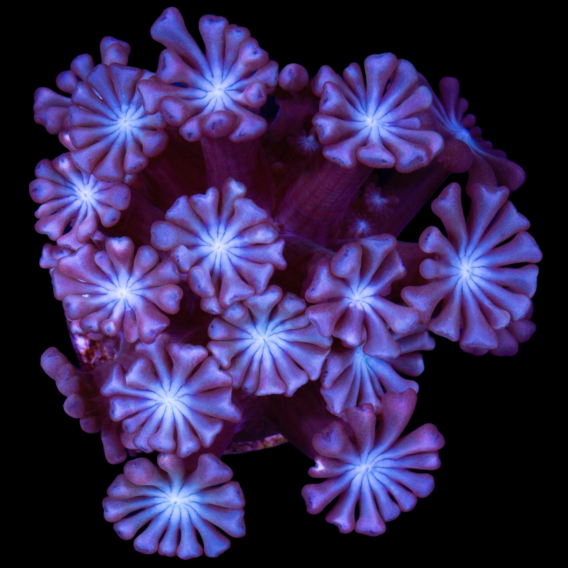 Pink & Blue Alveopora Coral