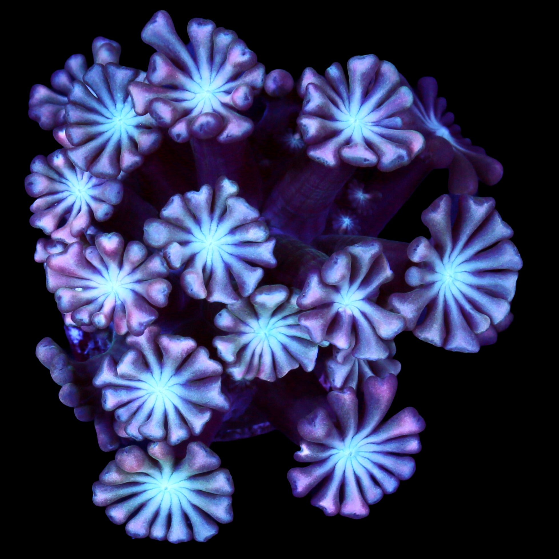Pink & Blue Alveopora Coral