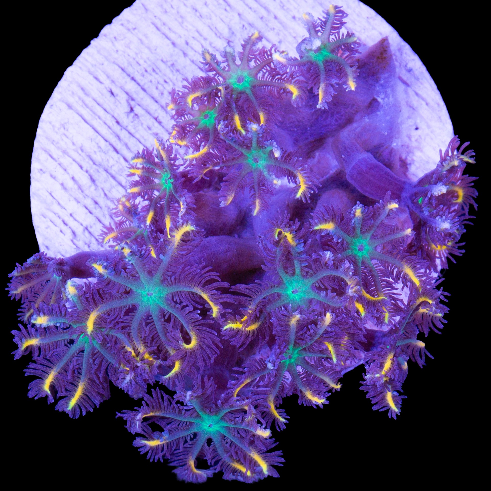 Highlight Clove Polyps