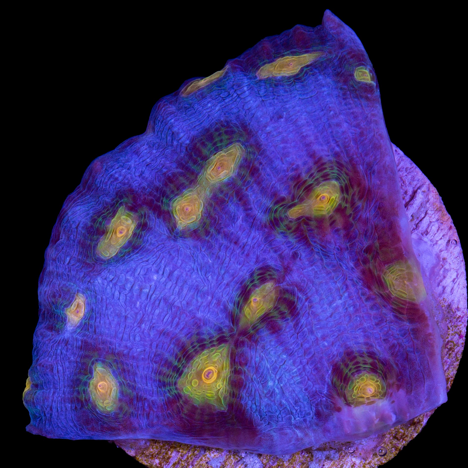 Solar Flare Mycedium Coral