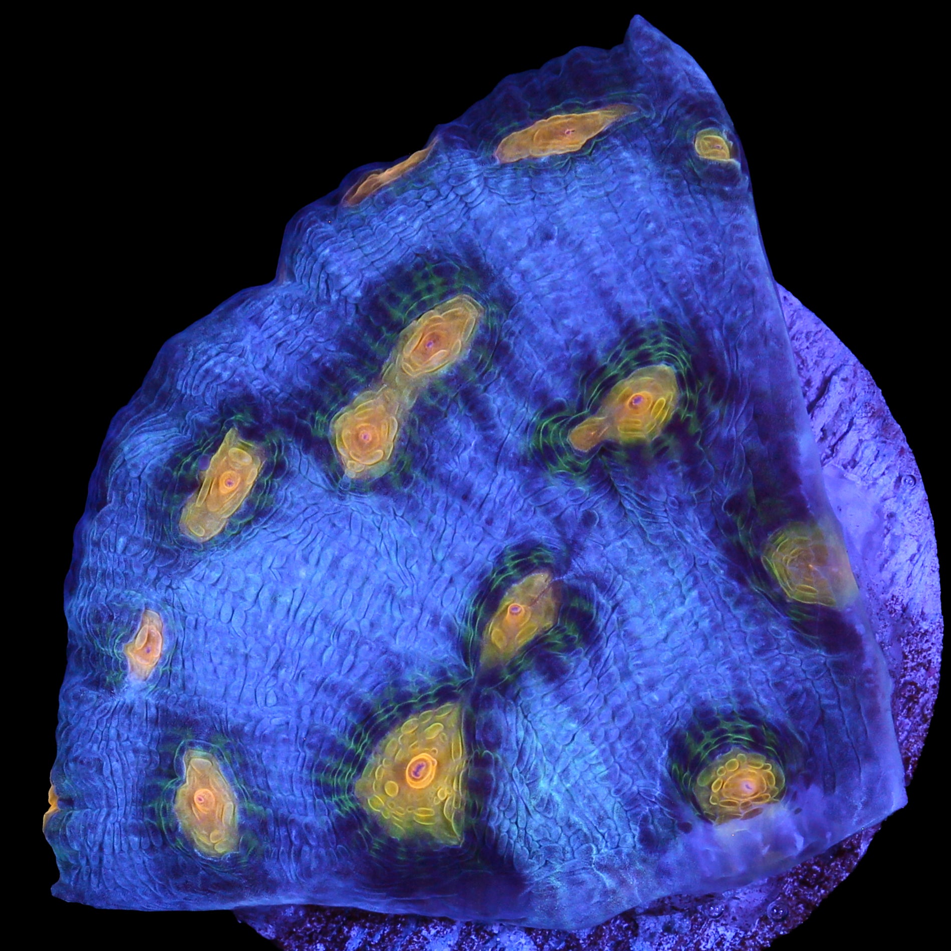 Solar Flare Mycedium Coral