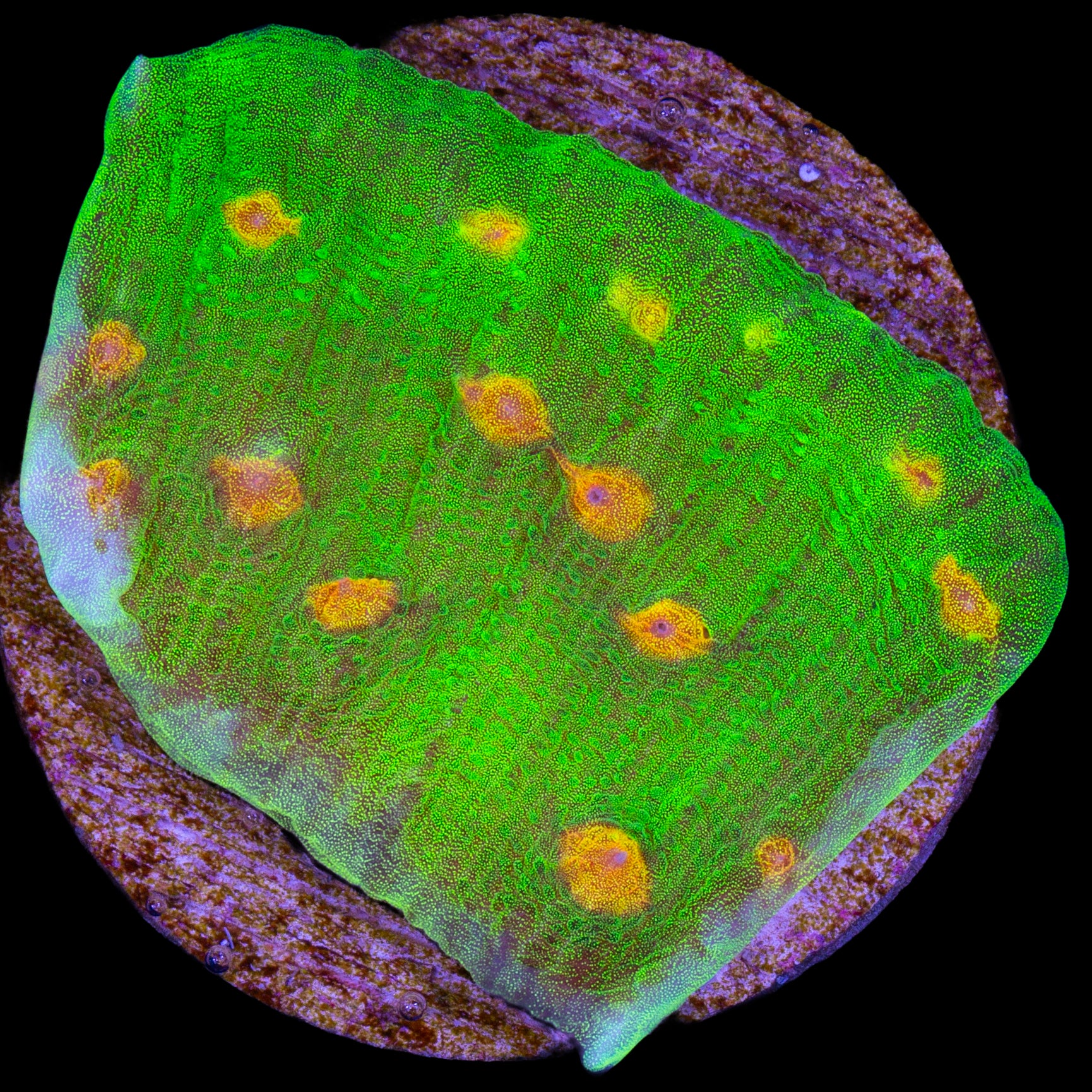 Space Invader Mycedium Coral