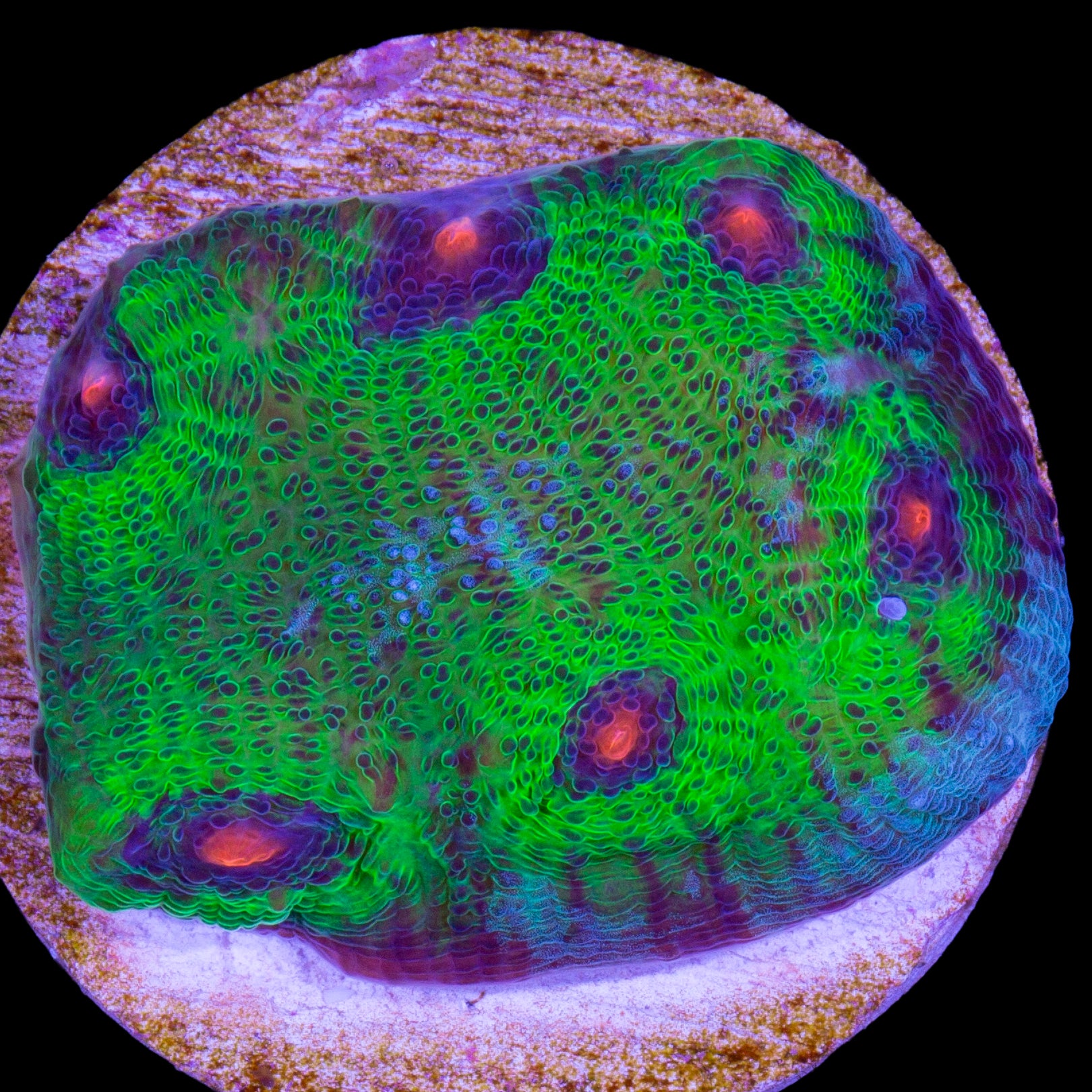 Walking Dead Mycedium Coral