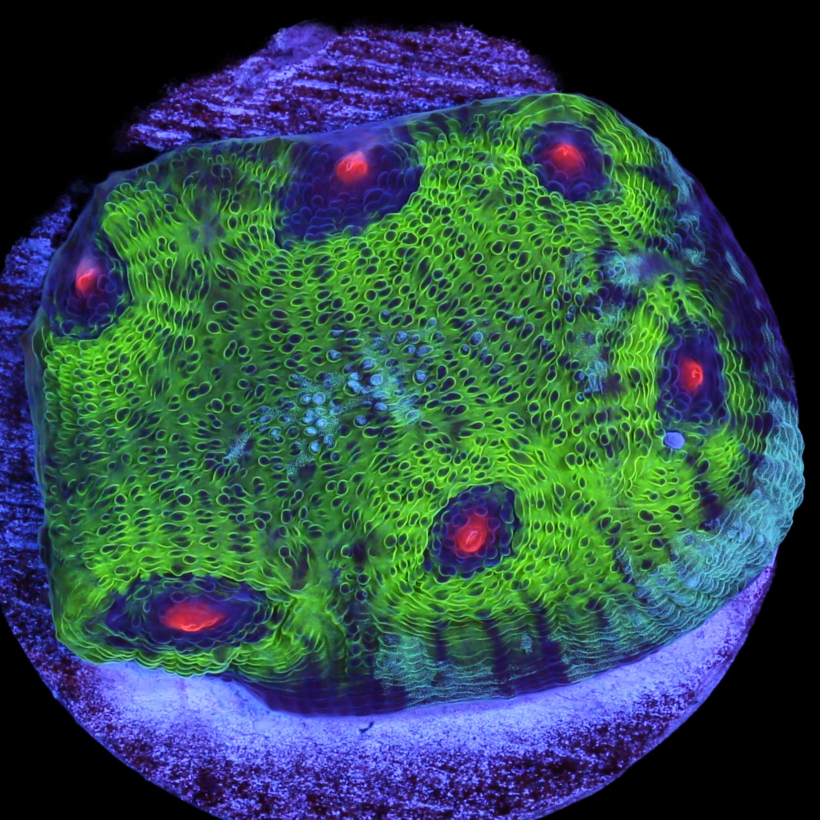 Walking Dead Mycedium Coral