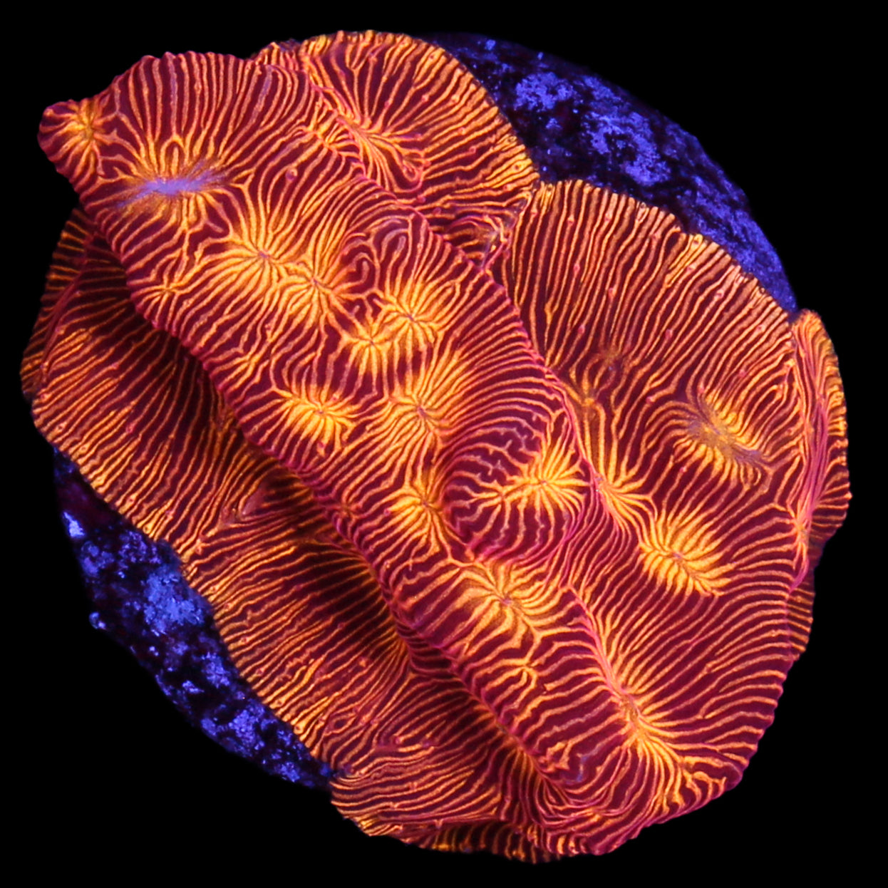 Flaming Fireball Leptoseris Coral