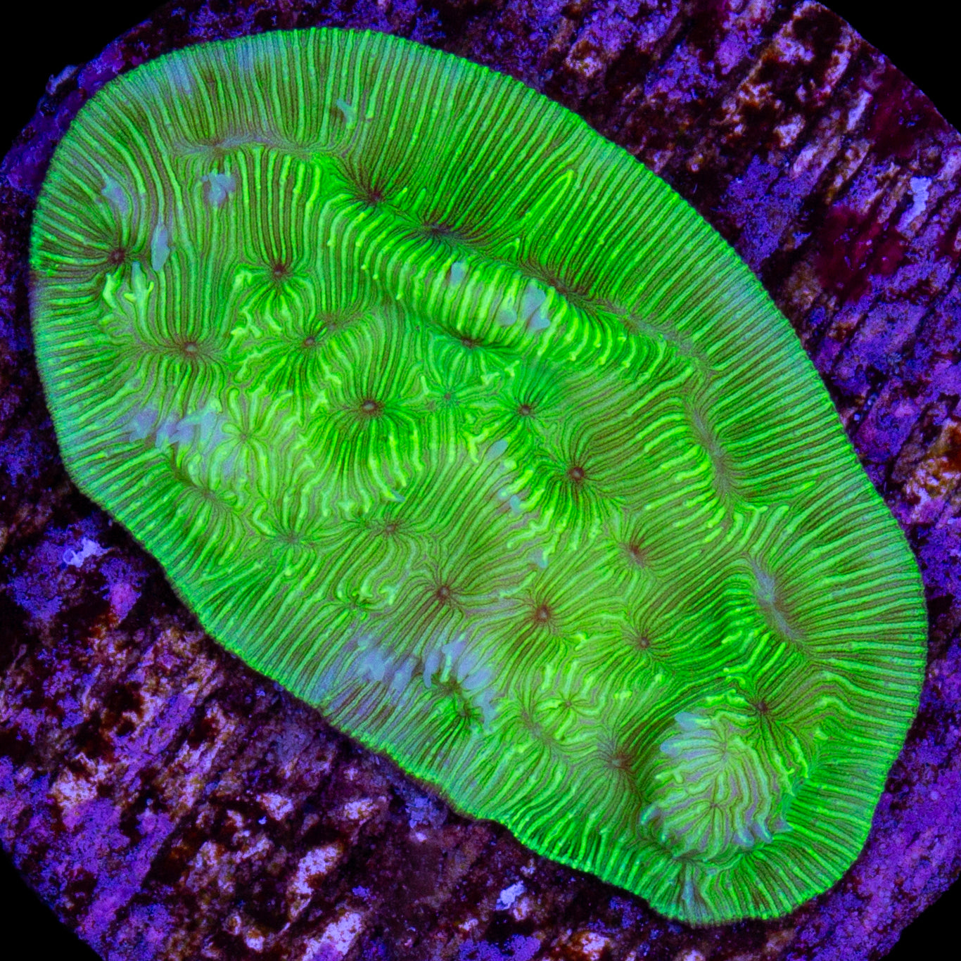 Convict Leptoseris Coral