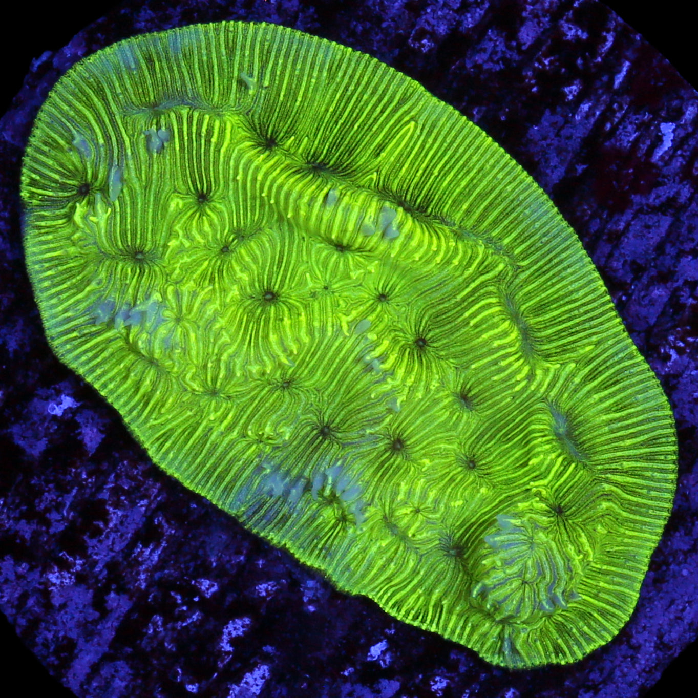 Convict Leptoseris Coral