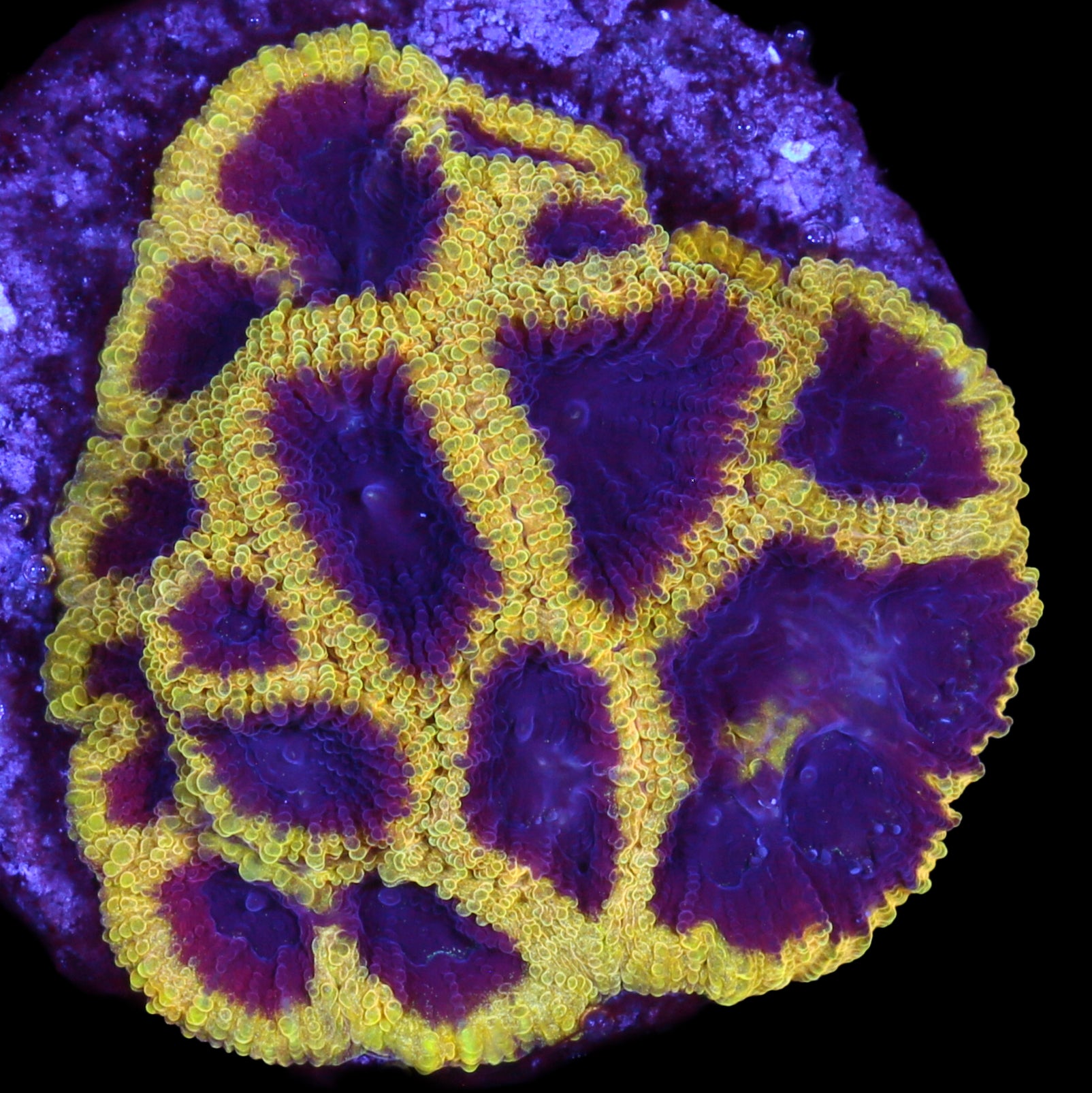 Wolverine Favia Coral