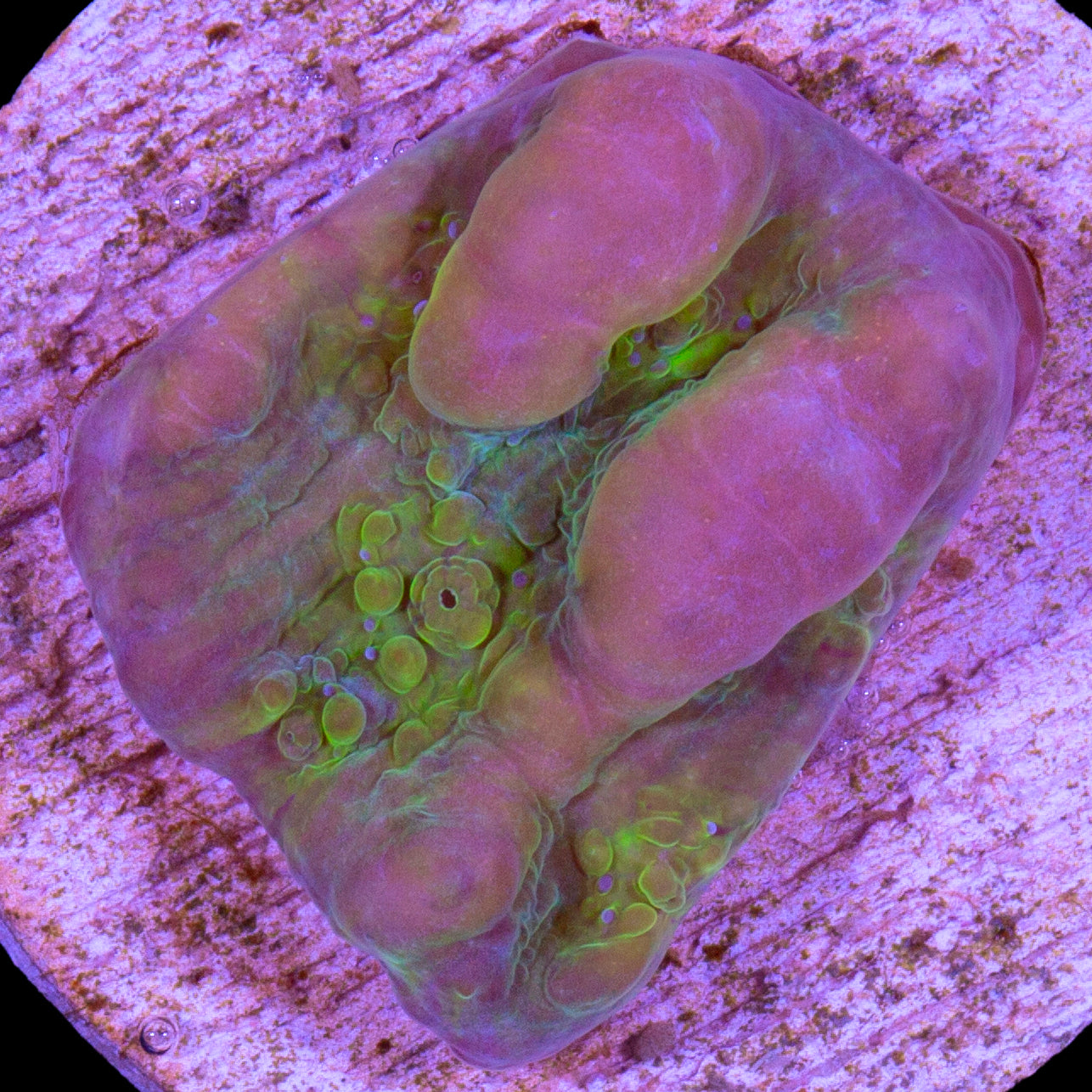 Vivid's Bounce Chalice Coral - 800 Grown