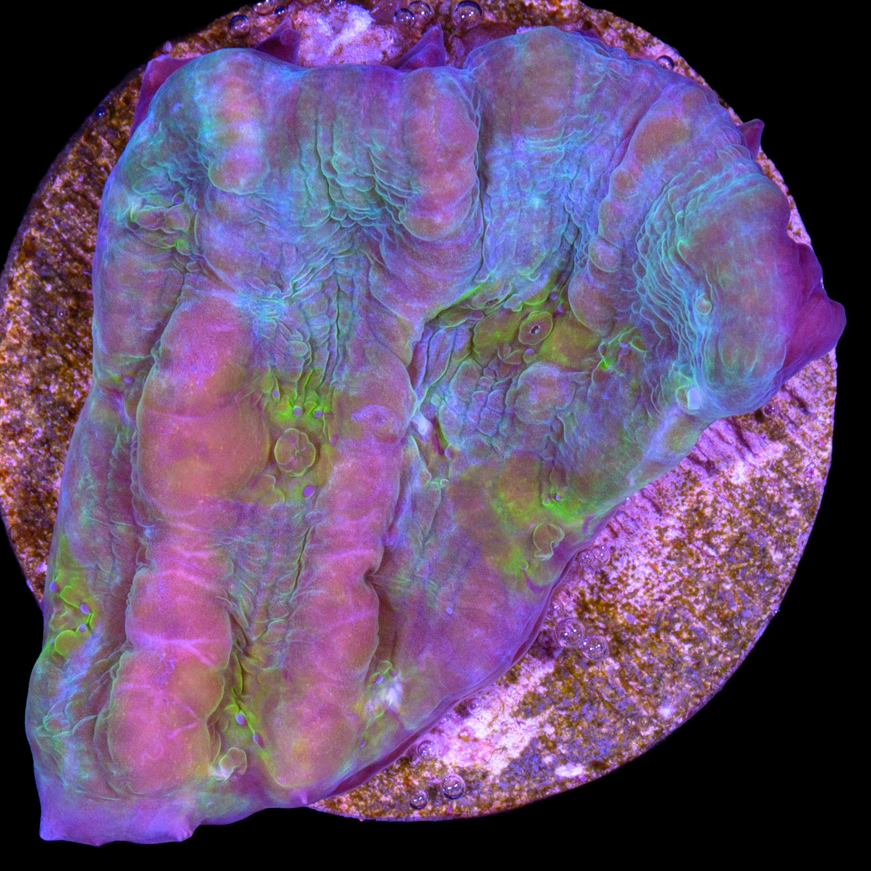 Vivid's Bounce Chalice Coral - 800 Grown