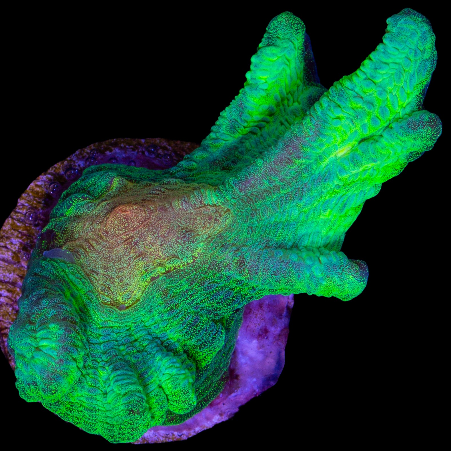 Space Invader Pectinia Coral