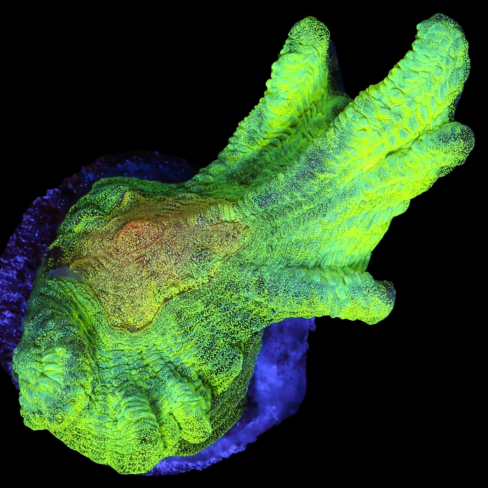 Space Invader Pectinia Coral