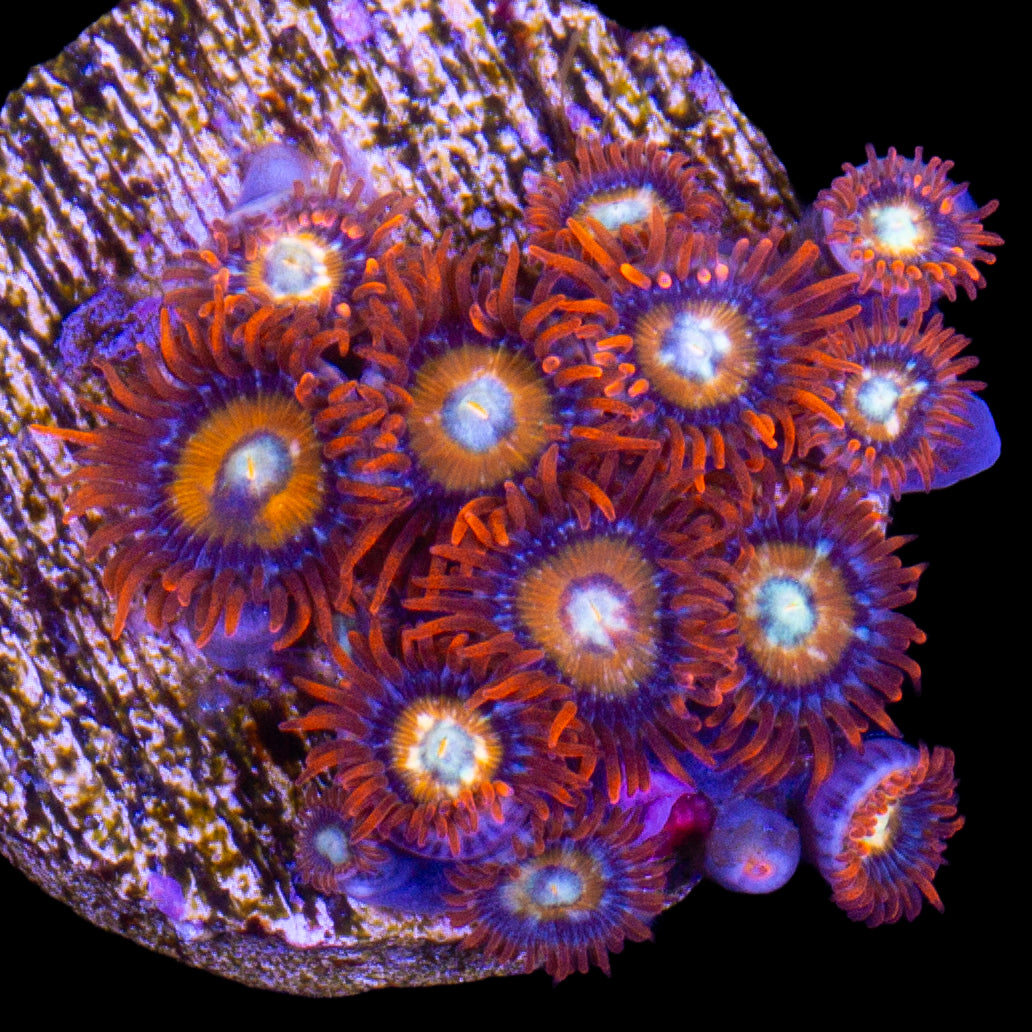 Vivid’s Bleached Blonde Zoanthids