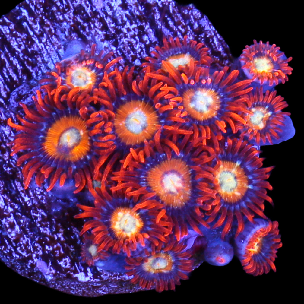 Vivid’s Bleached Blonde Zoanthids