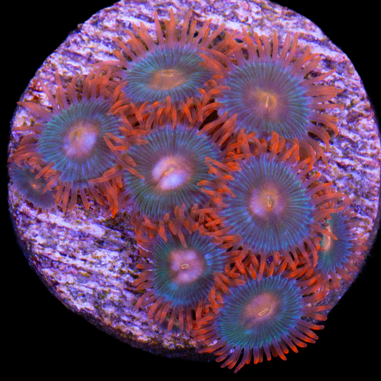 Vivid’s Tropicana Zoanthids