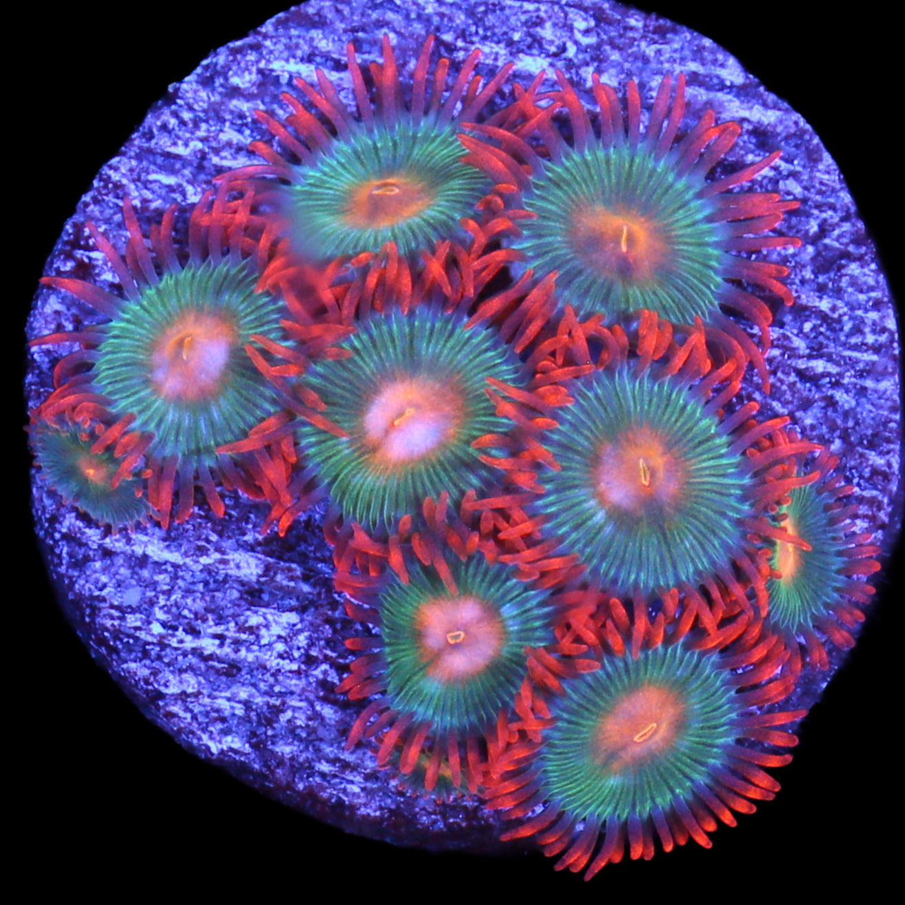 Vivid’s Tropicana Zoanthids