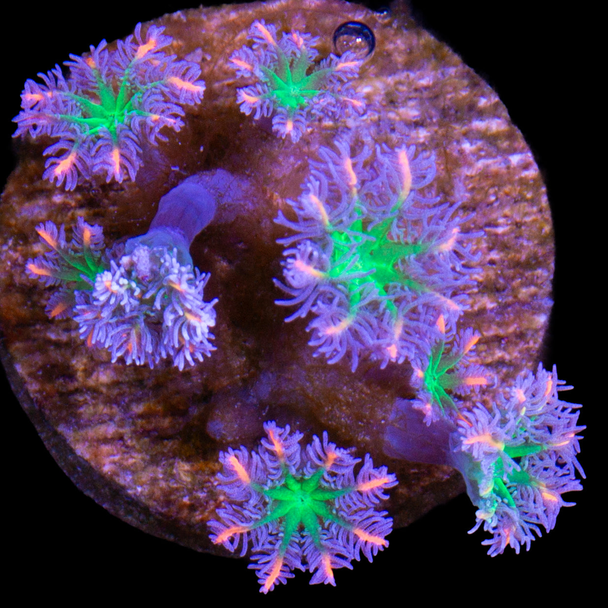 Orange Sunflower Clove Polyps
