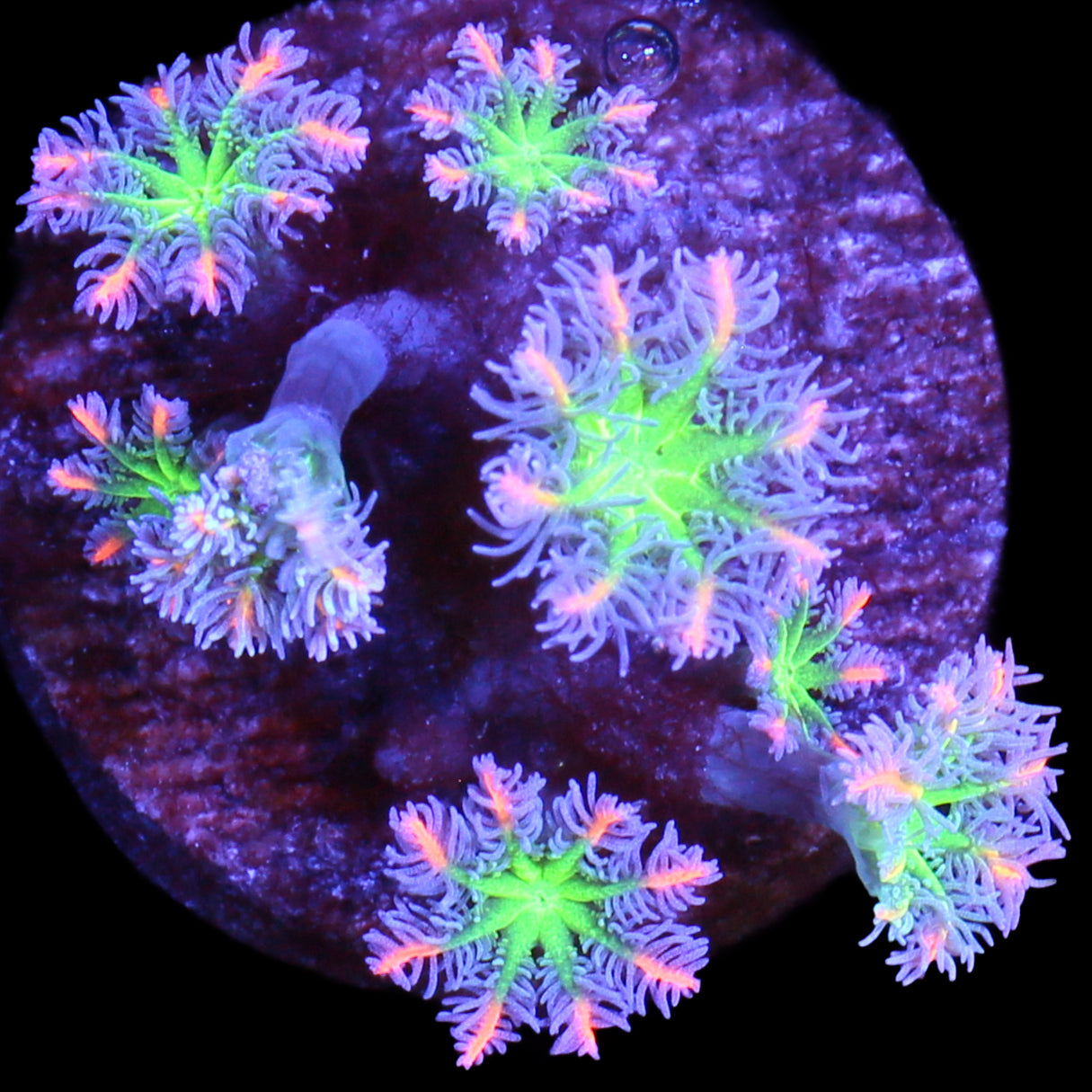 Orange Sunflower Clove Polyps