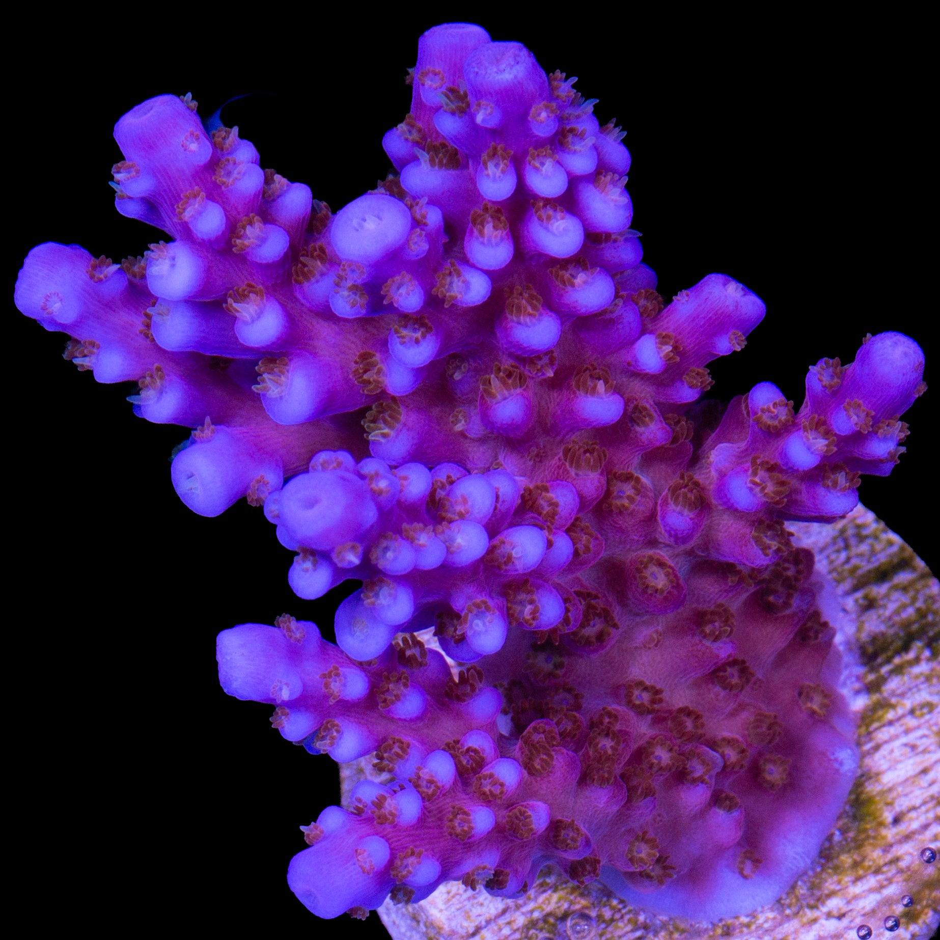 Merlin's Wizard Acropora Coral - 800 Grown