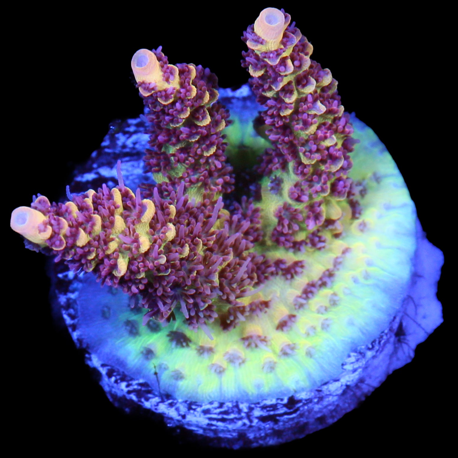 Tyree Pink Lemonade Acropora Coral - Lg Frag - 800 Grown