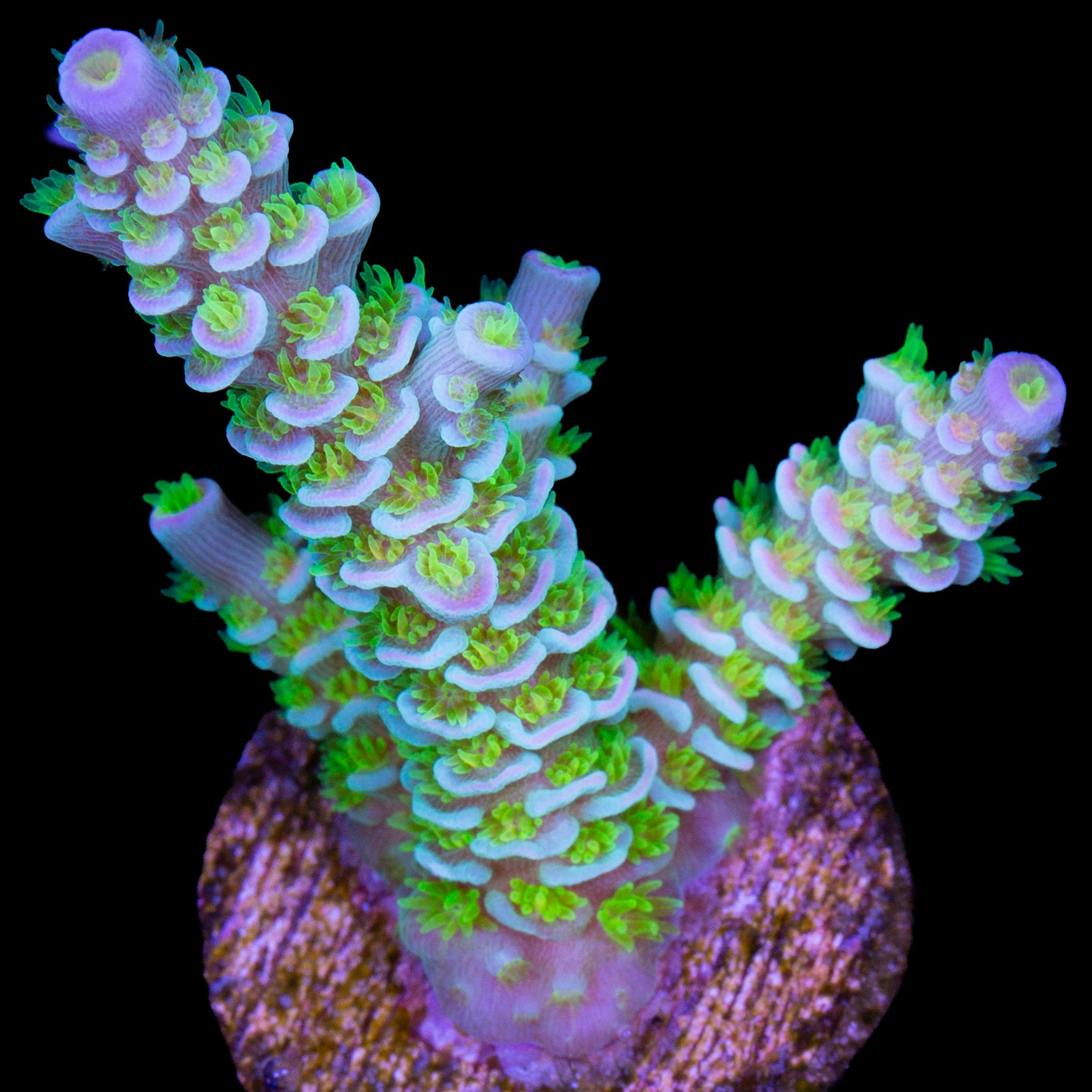 R66 Magic Markwer Acropora Coral - 800 Grown - Lg Frag