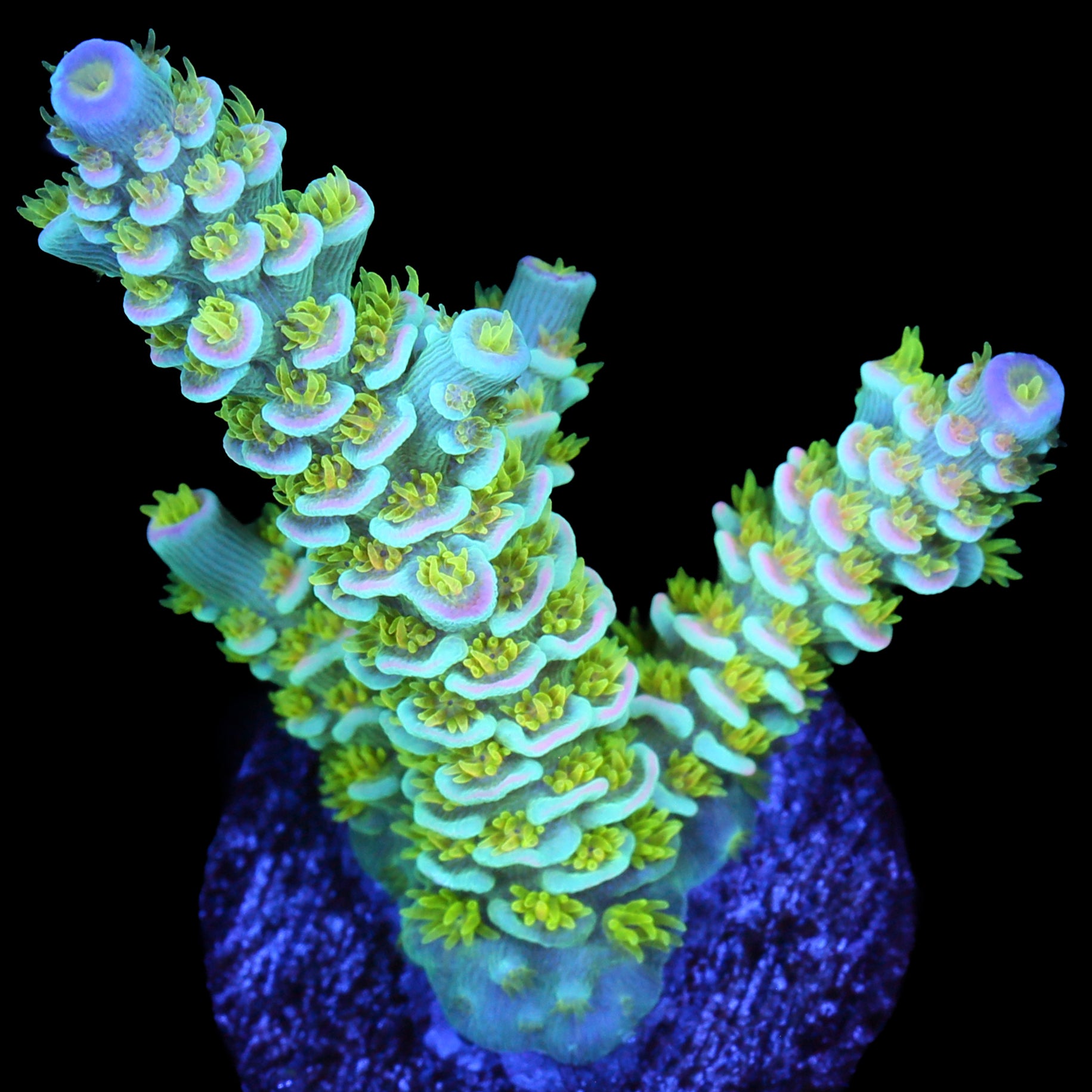 R66 Magic Markwer Acropora Coral - 800 Grown - Lg Frag