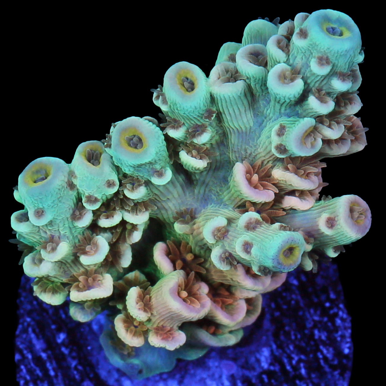 Aquaman Acropora Coral - Chunky Frag - 800 Grown