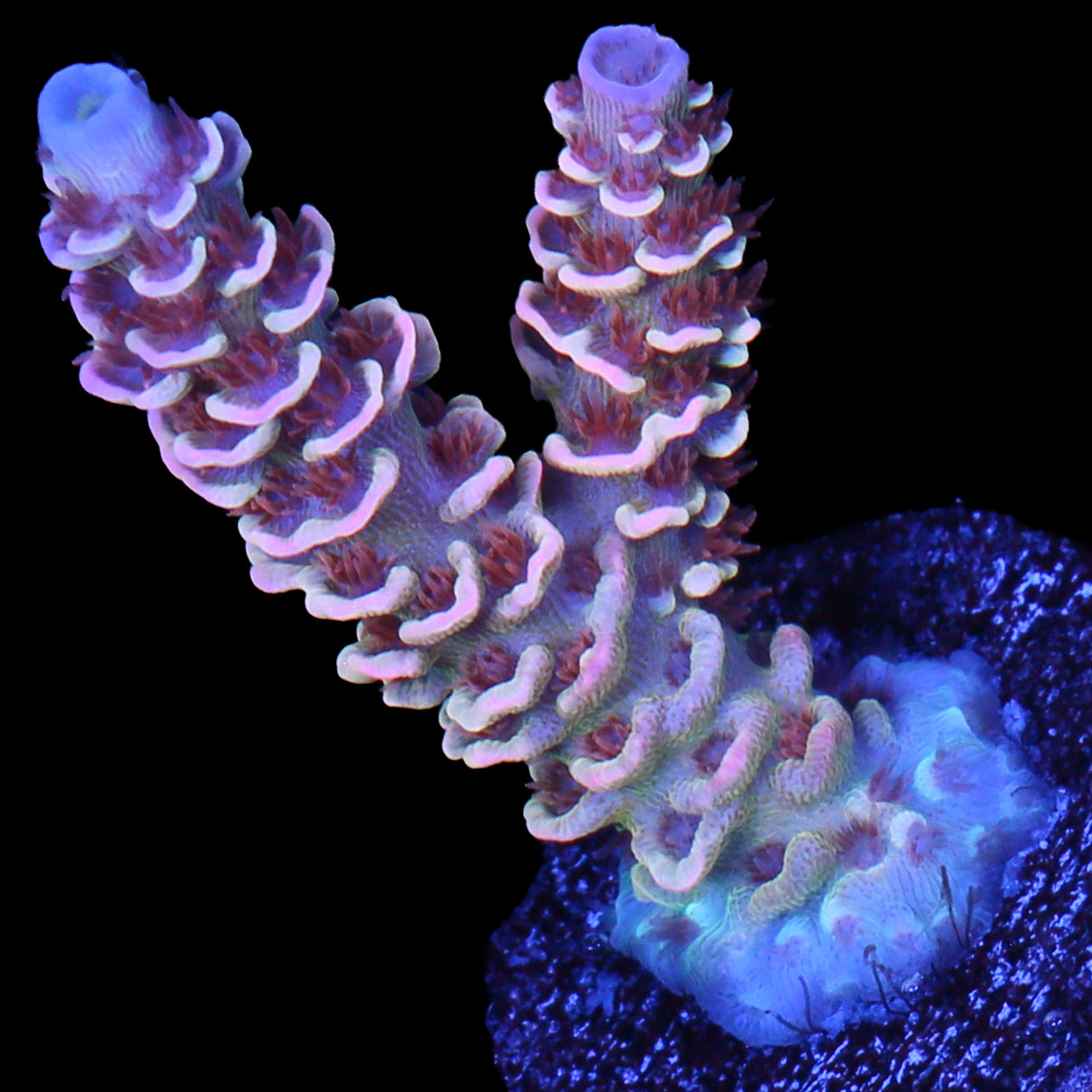 TGC Cherry Bomb Acropora Coral - 800 Grown