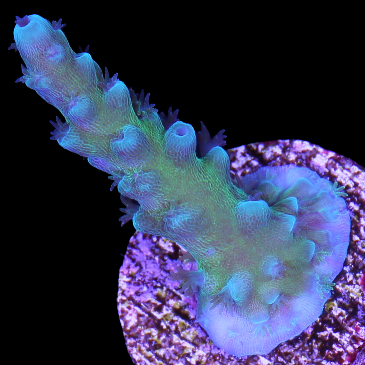 Oregon Blue Tort Acropora Coral
