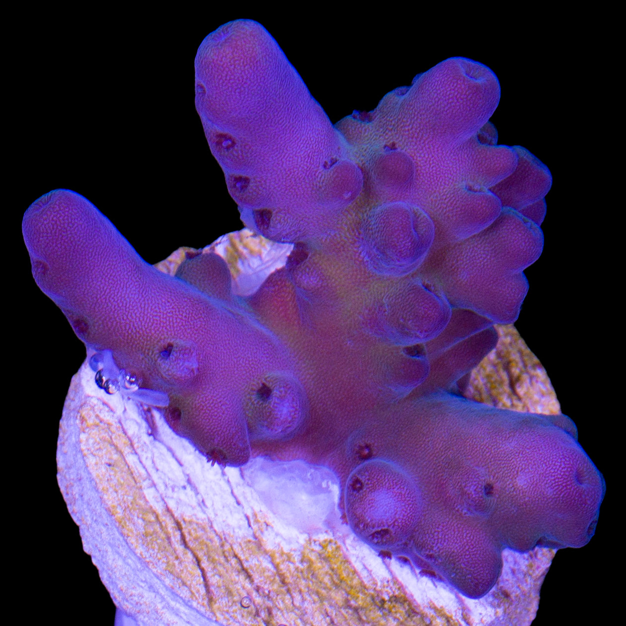 Solomon Island Purple Monster Acropora Coral (imported 2024)