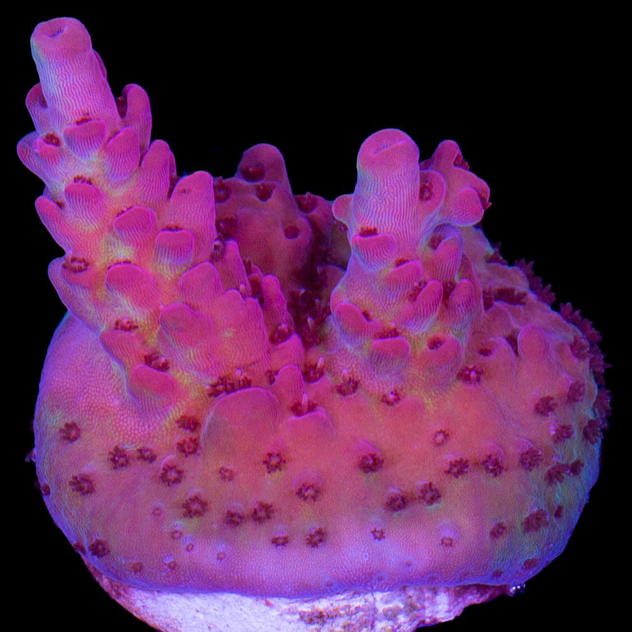 Pink Ink Acropora Coral