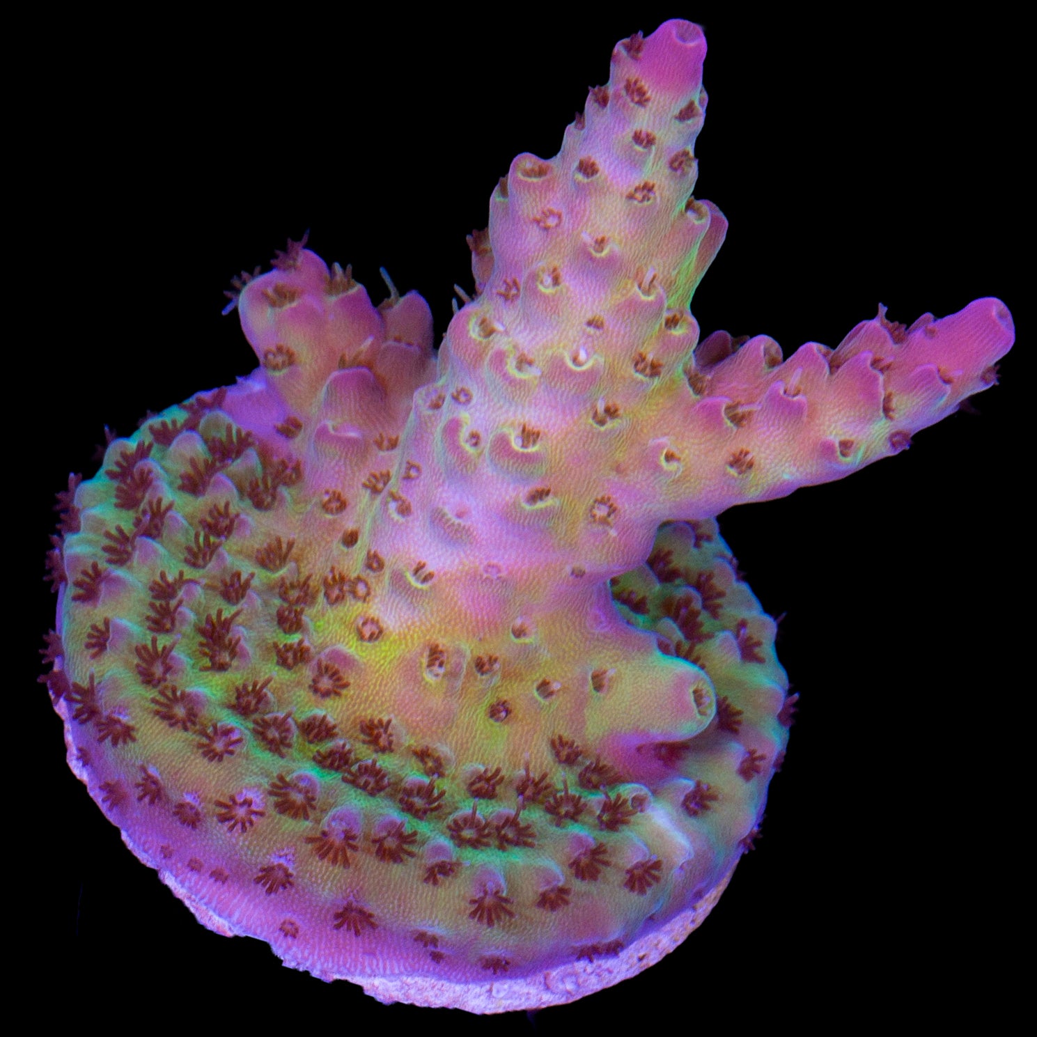 Pink Tip Table Acropora Coral