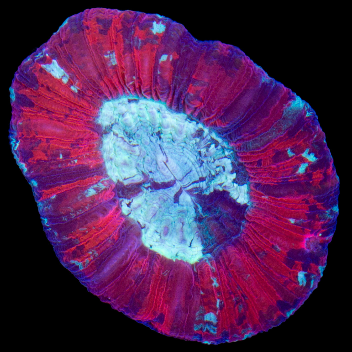 Red & Green Trachyphyllia Coral