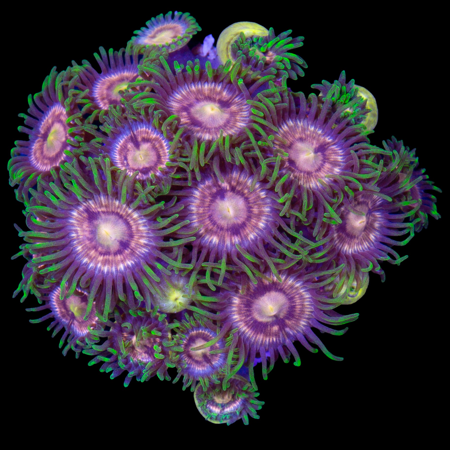 Vivid's Purple Panther Zoanthids