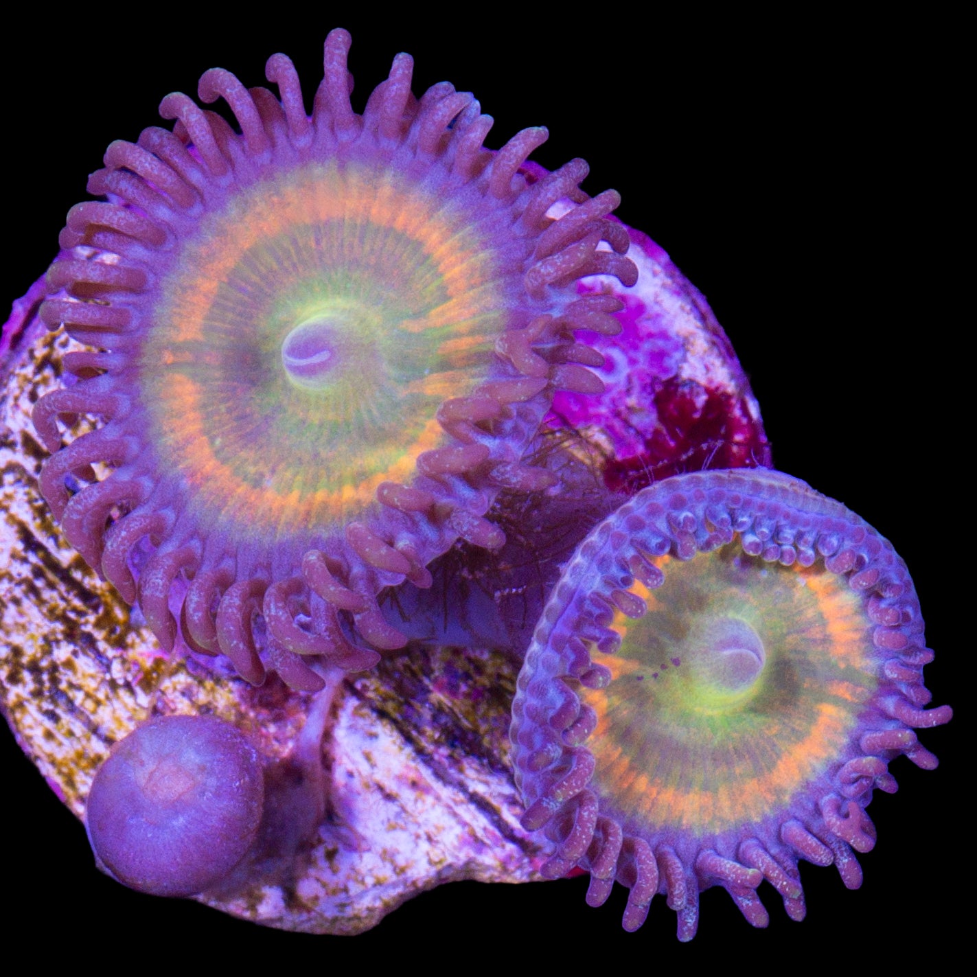 Vivid's Sunny D Zoanthids