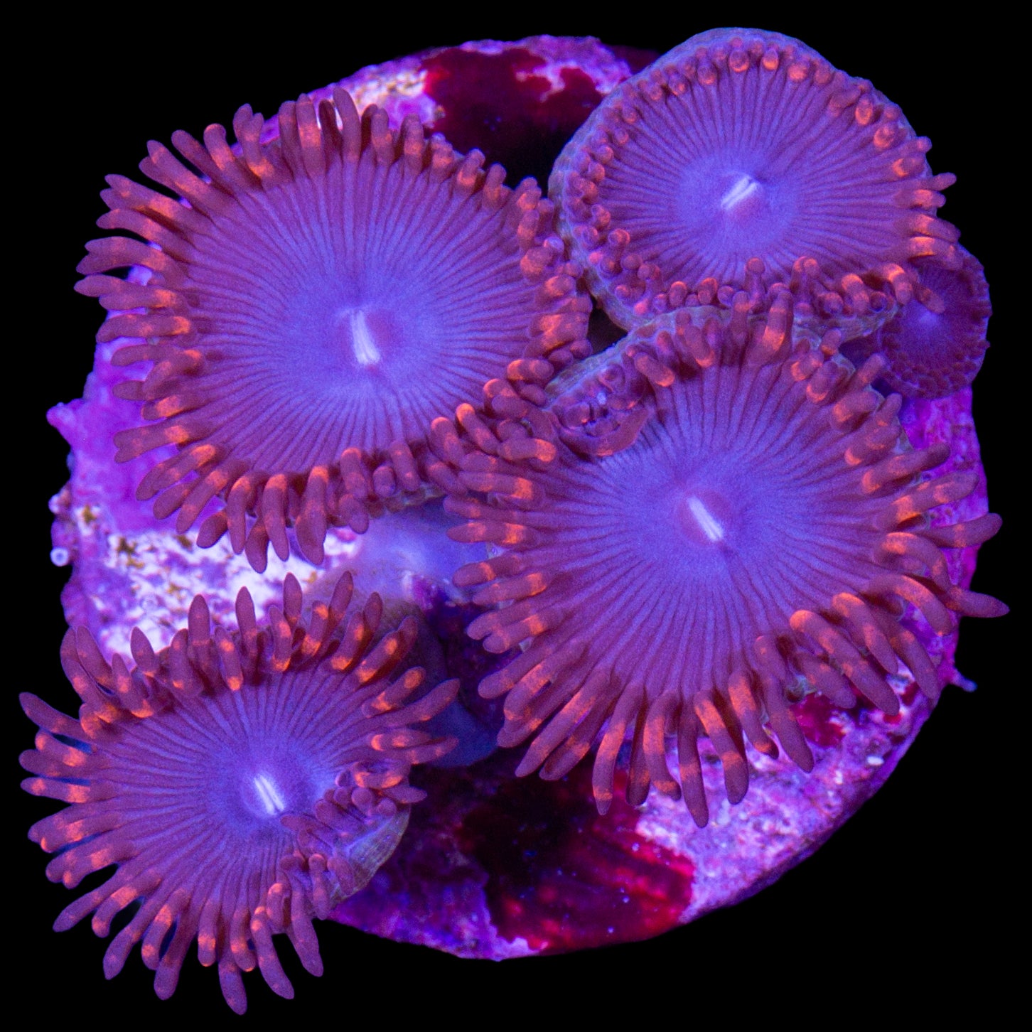 Vivid's Superman Zoanthids