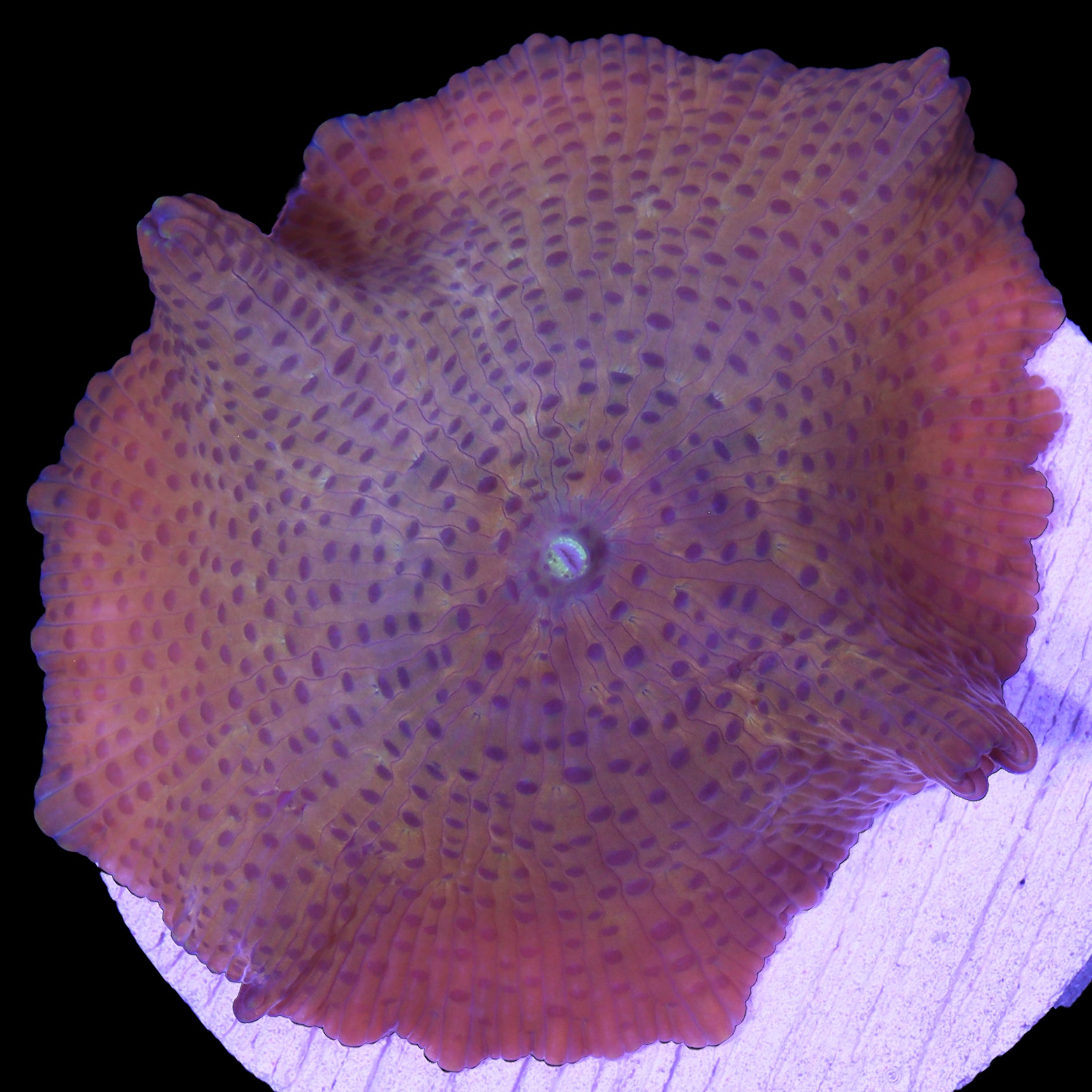 Speckled Orange Flame Mushroom