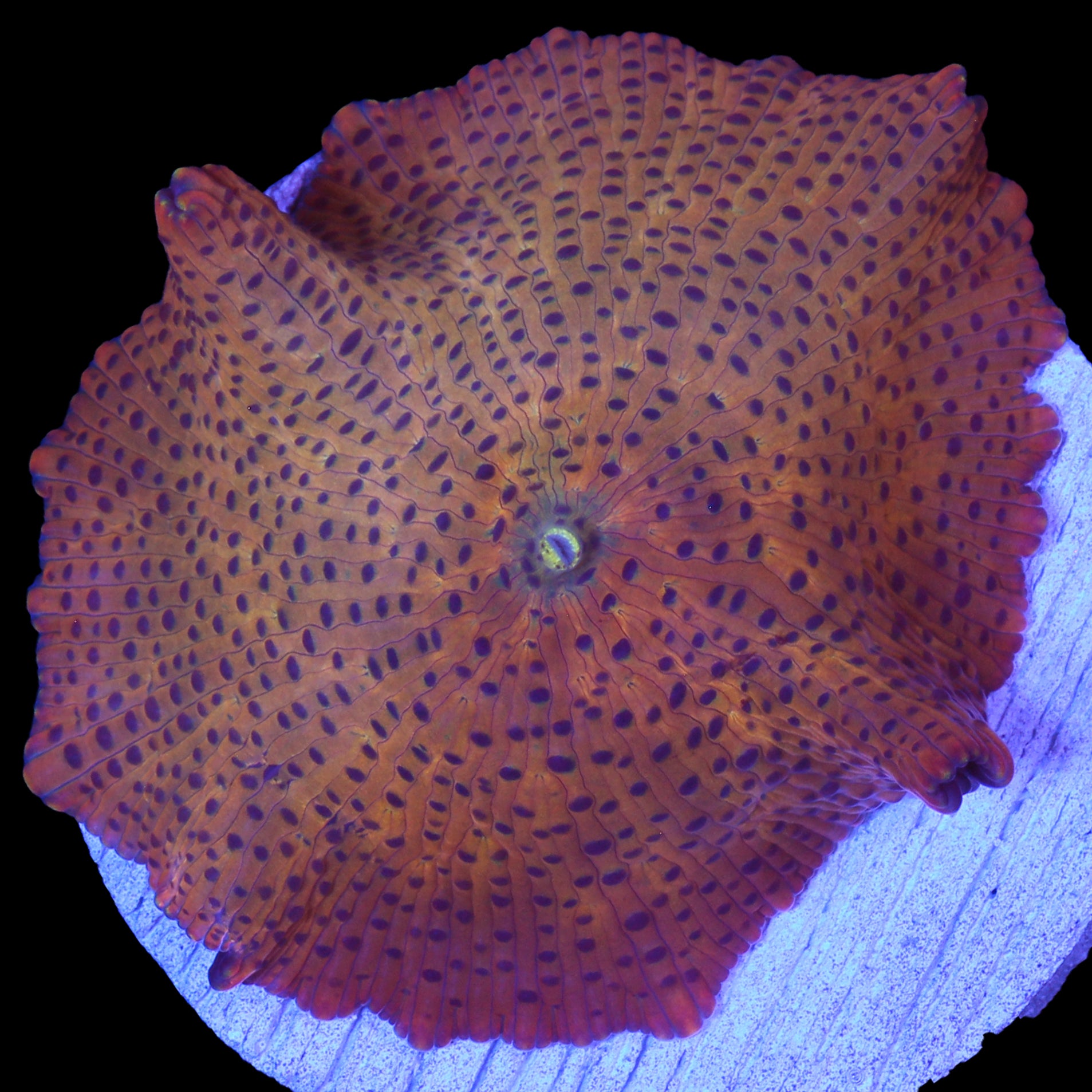 Speckled Orange Flame Mushroom