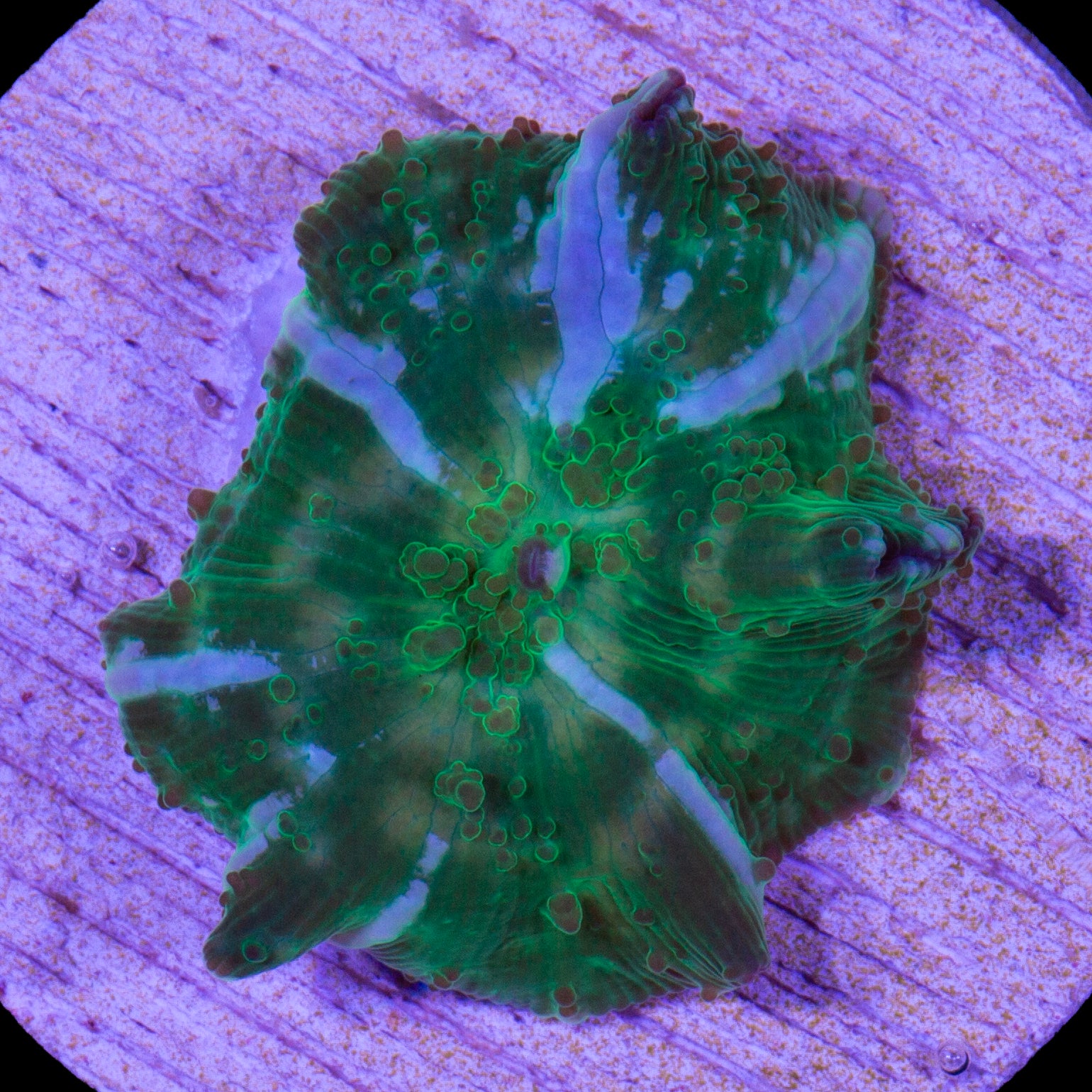 Green Stripe Mushroom