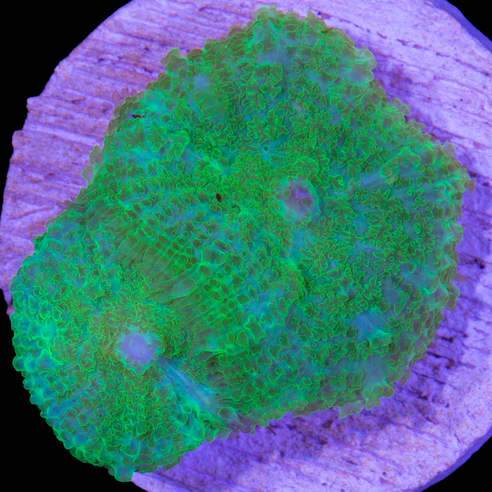 Green Bullseye Mushrooms