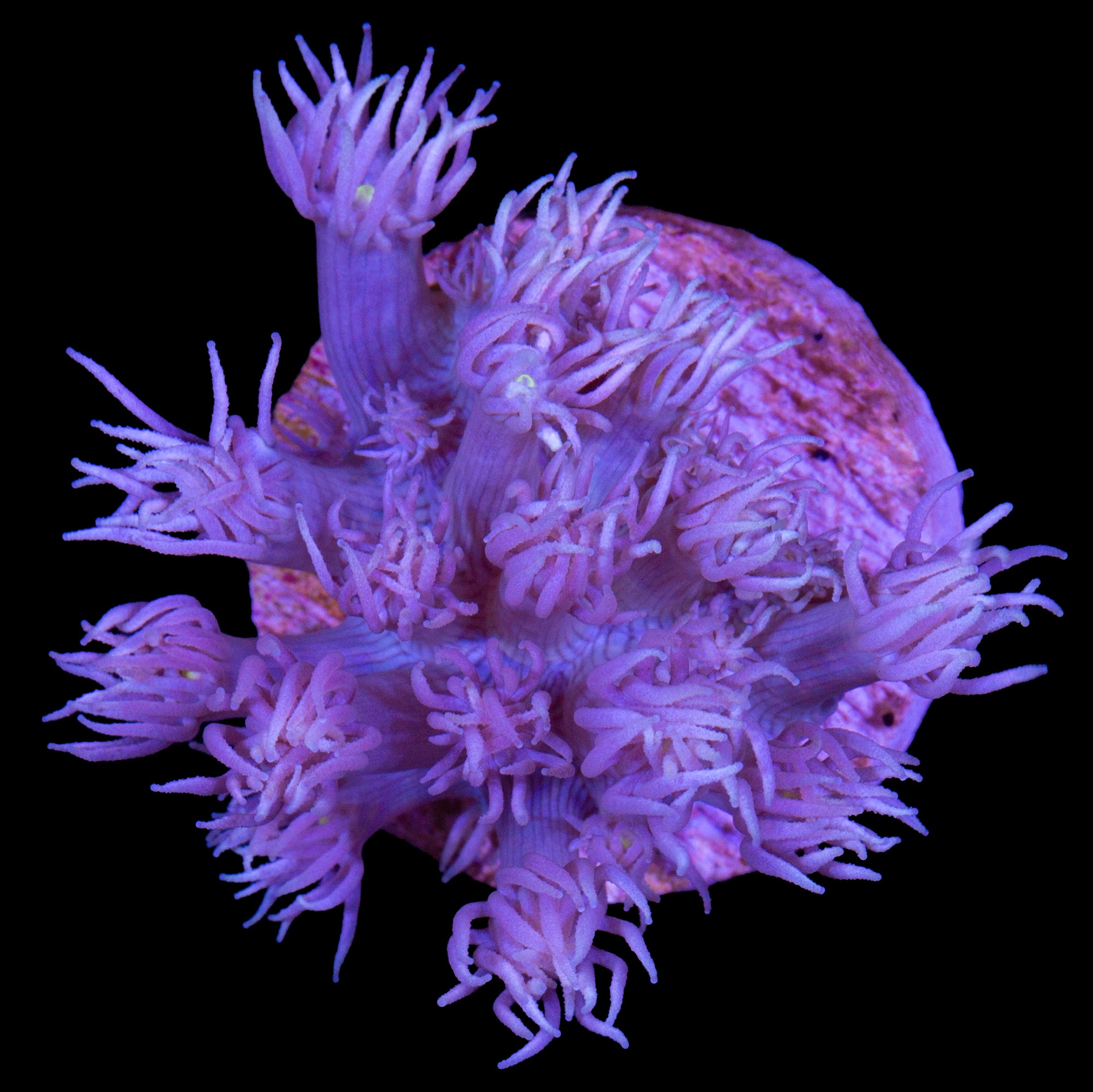 Purple Goniopora Coral