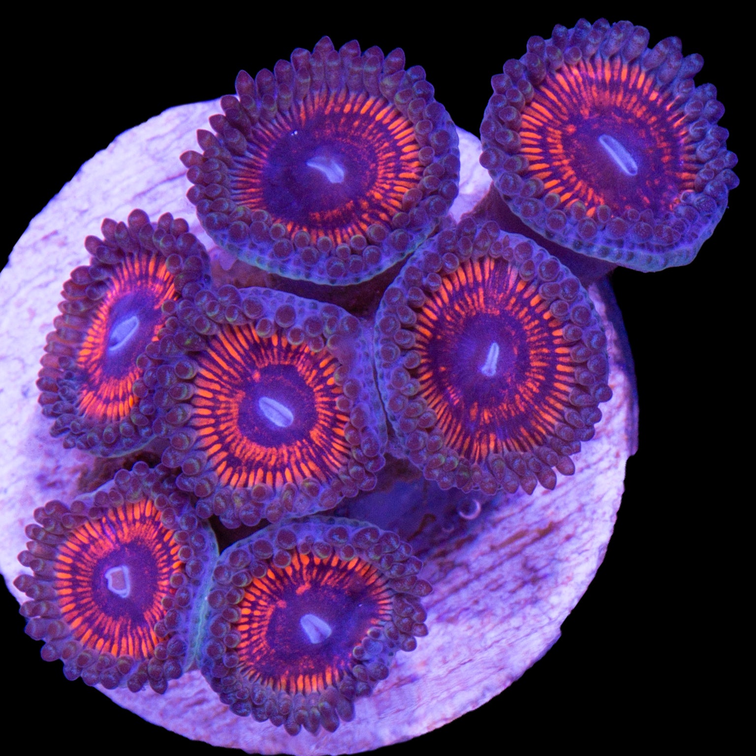 Vivid's Armor of God Zoanthids