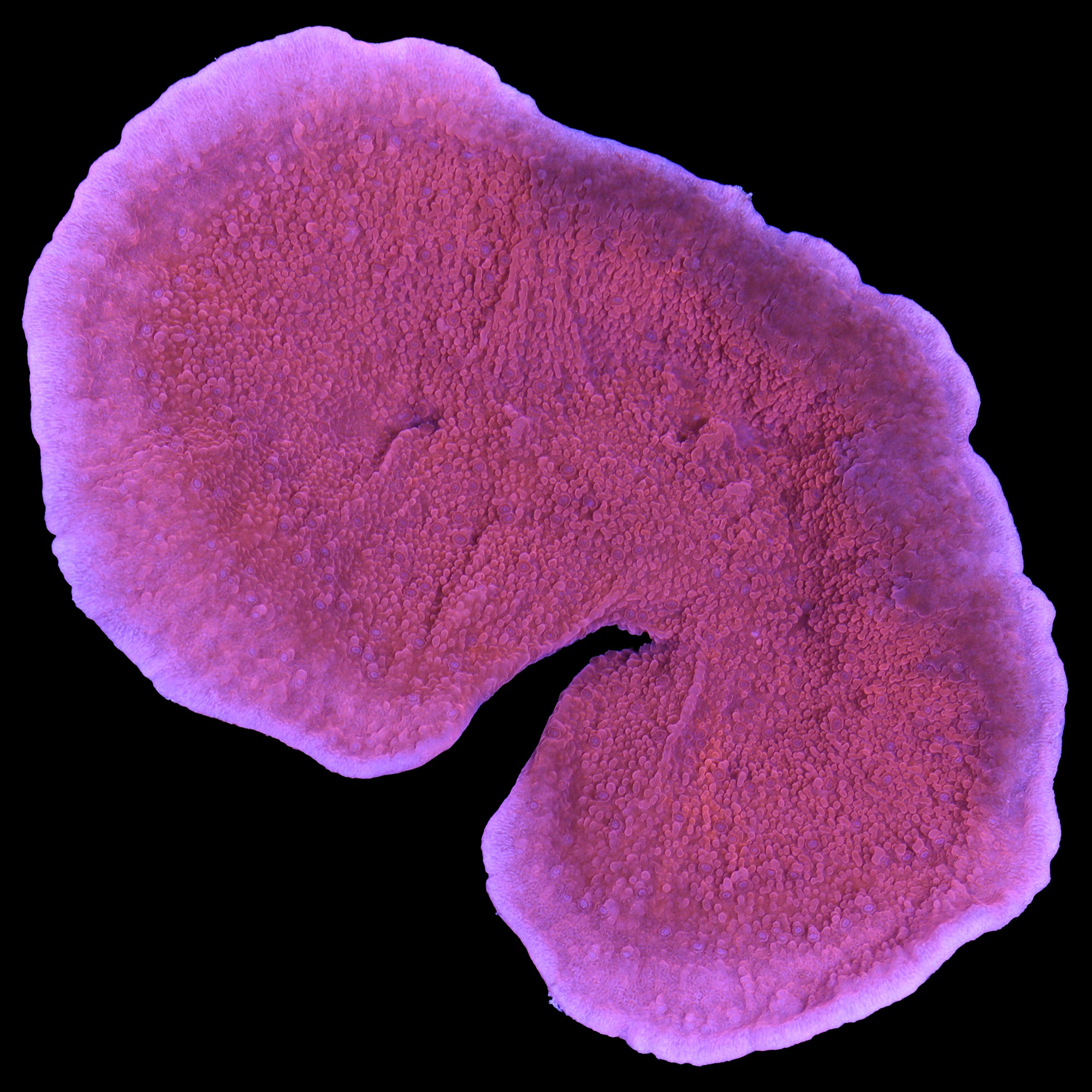 Red Montipora Capricornus Coral - Mini Colony - Vivid Aquariums