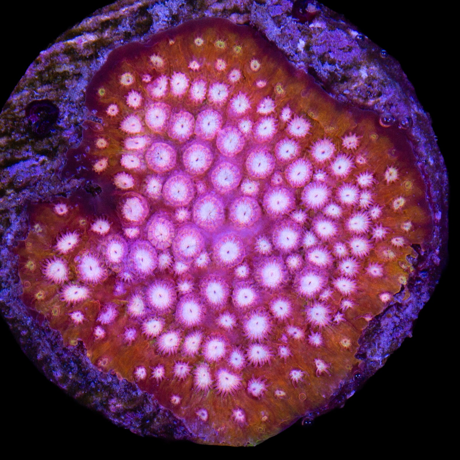 Strawberry Lemonade Cyphastrea Coral